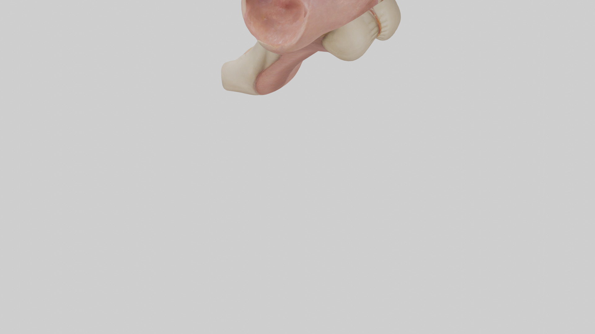 Human Epiglottis Model 2 Low-poly 3D model_3
