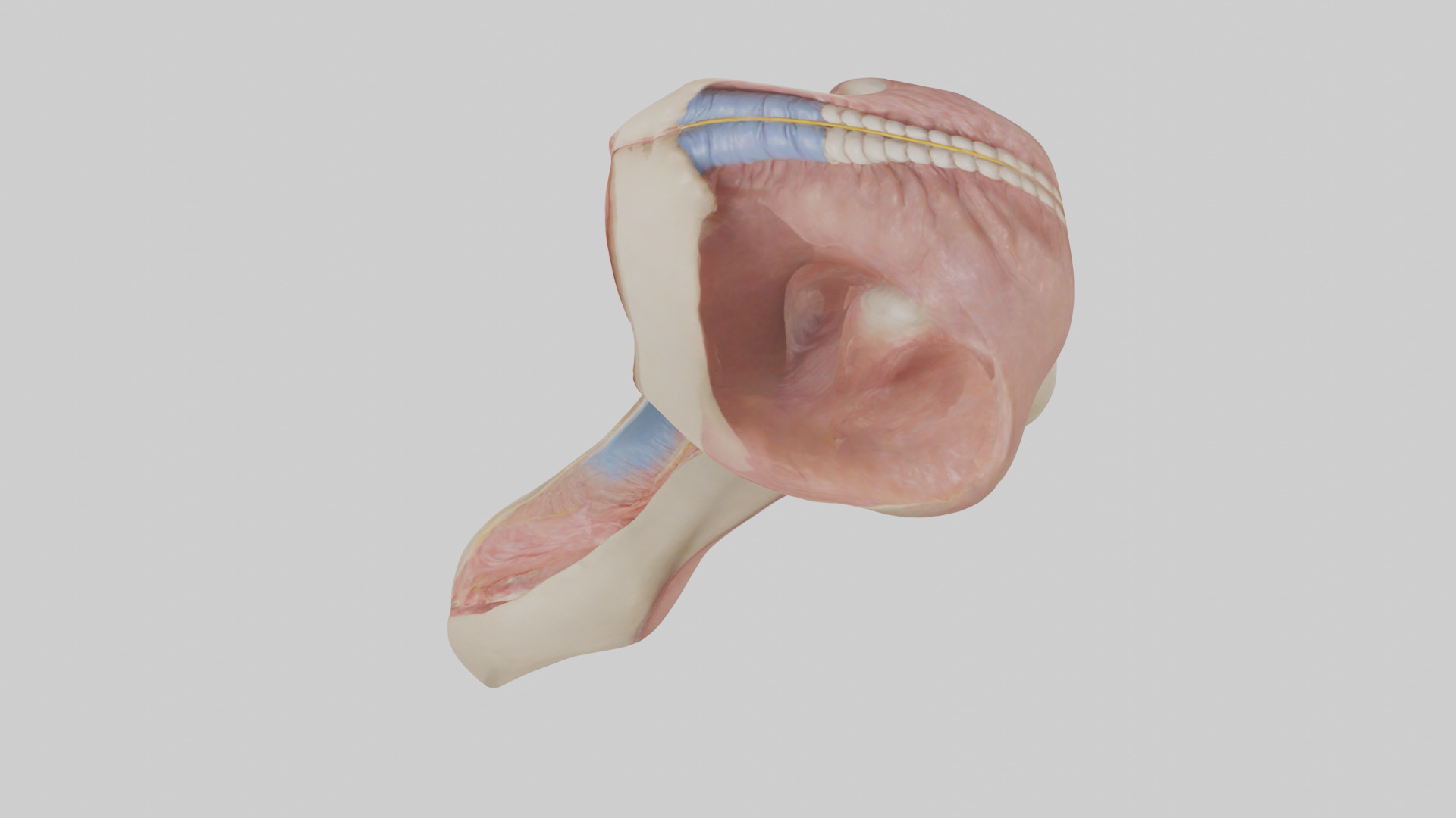 Human Epiglottis Model 2 Low-poly 3D model_17