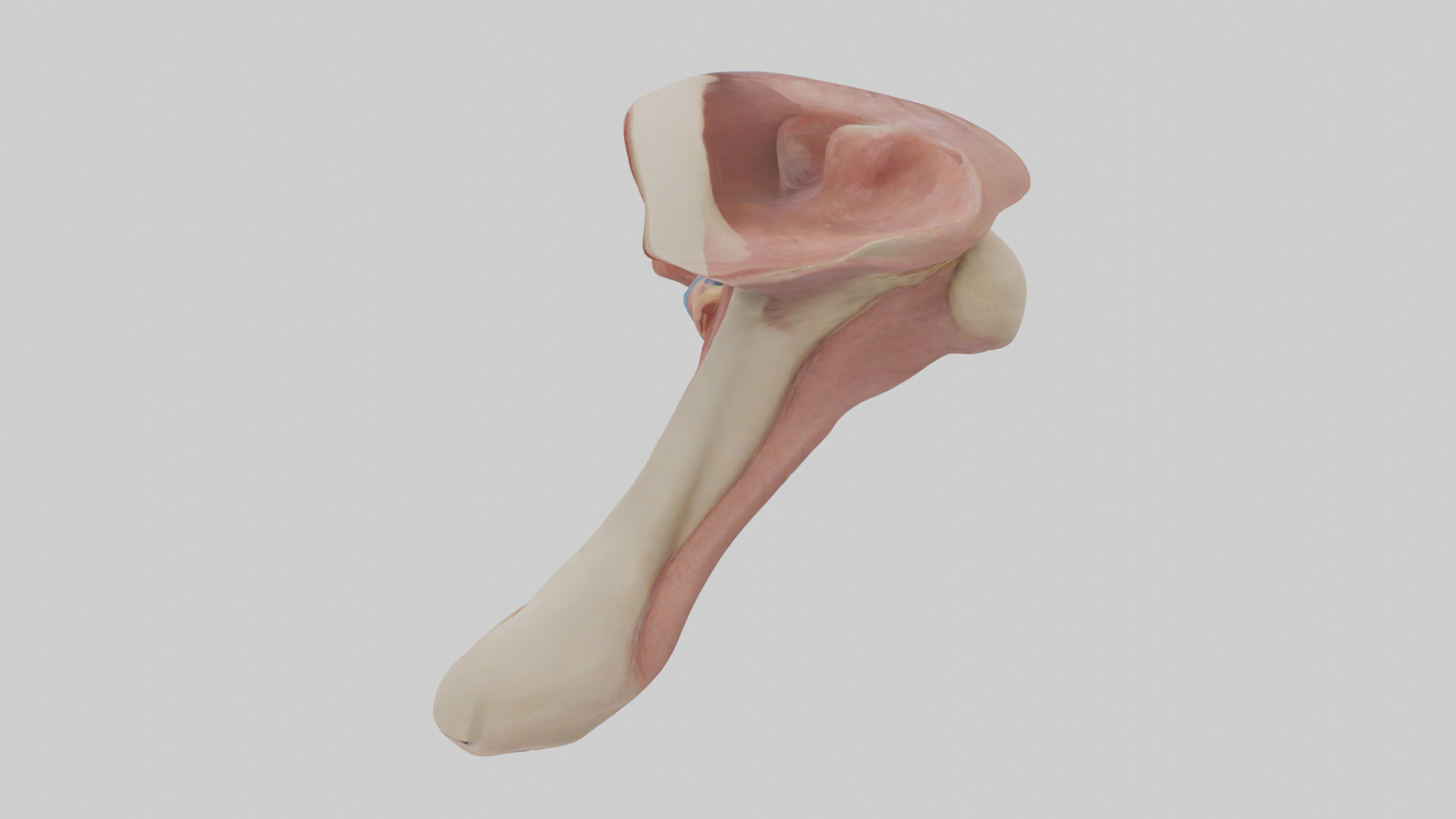 Human Epiglottis Model 2 Low-poly 3D model_12