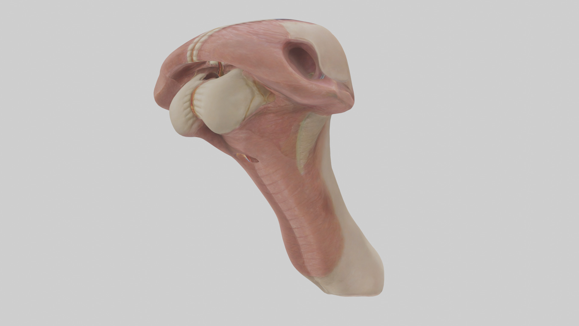 Human Epiglottis Model 2 Low-poly 3D model_2