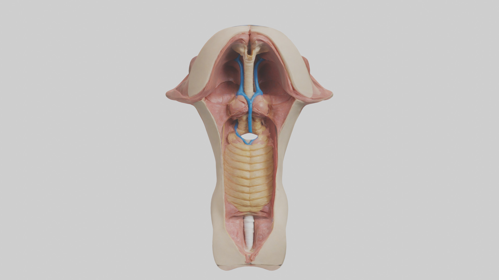 Human Epiglottis Model 2 Low-poly 3D model_9