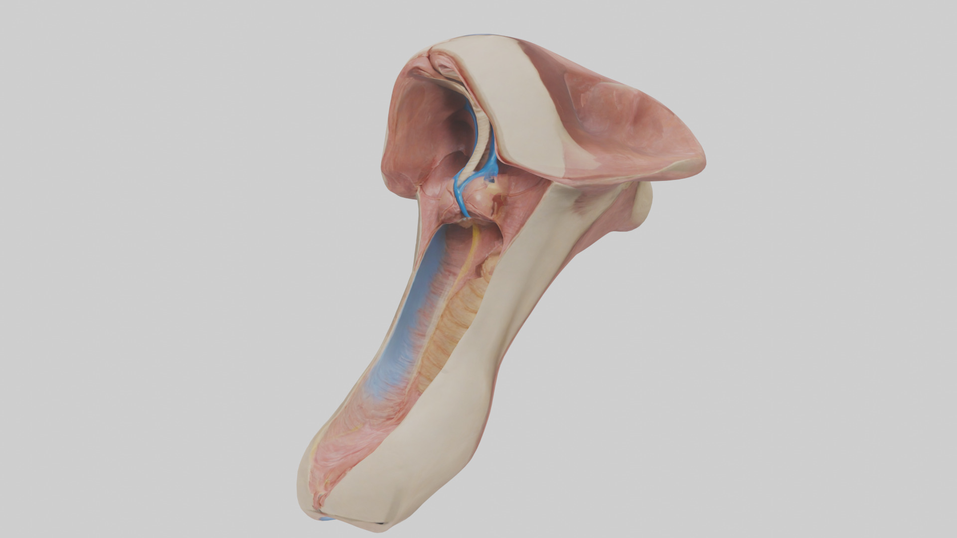 Human Epiglottis Model 2 Low-poly 3D model_10