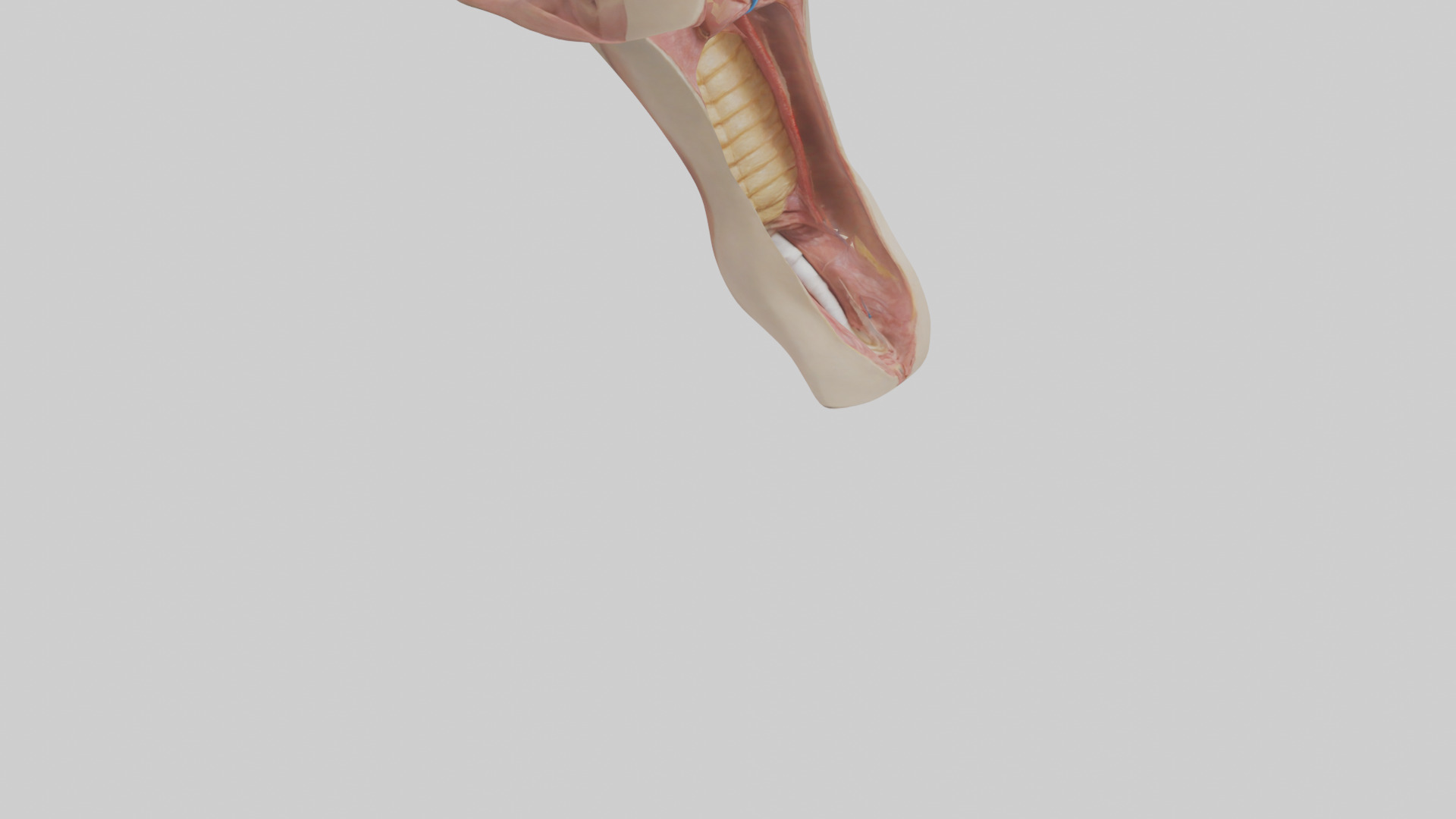 Human Epiglottis Model 2 Low-poly 3D model_6