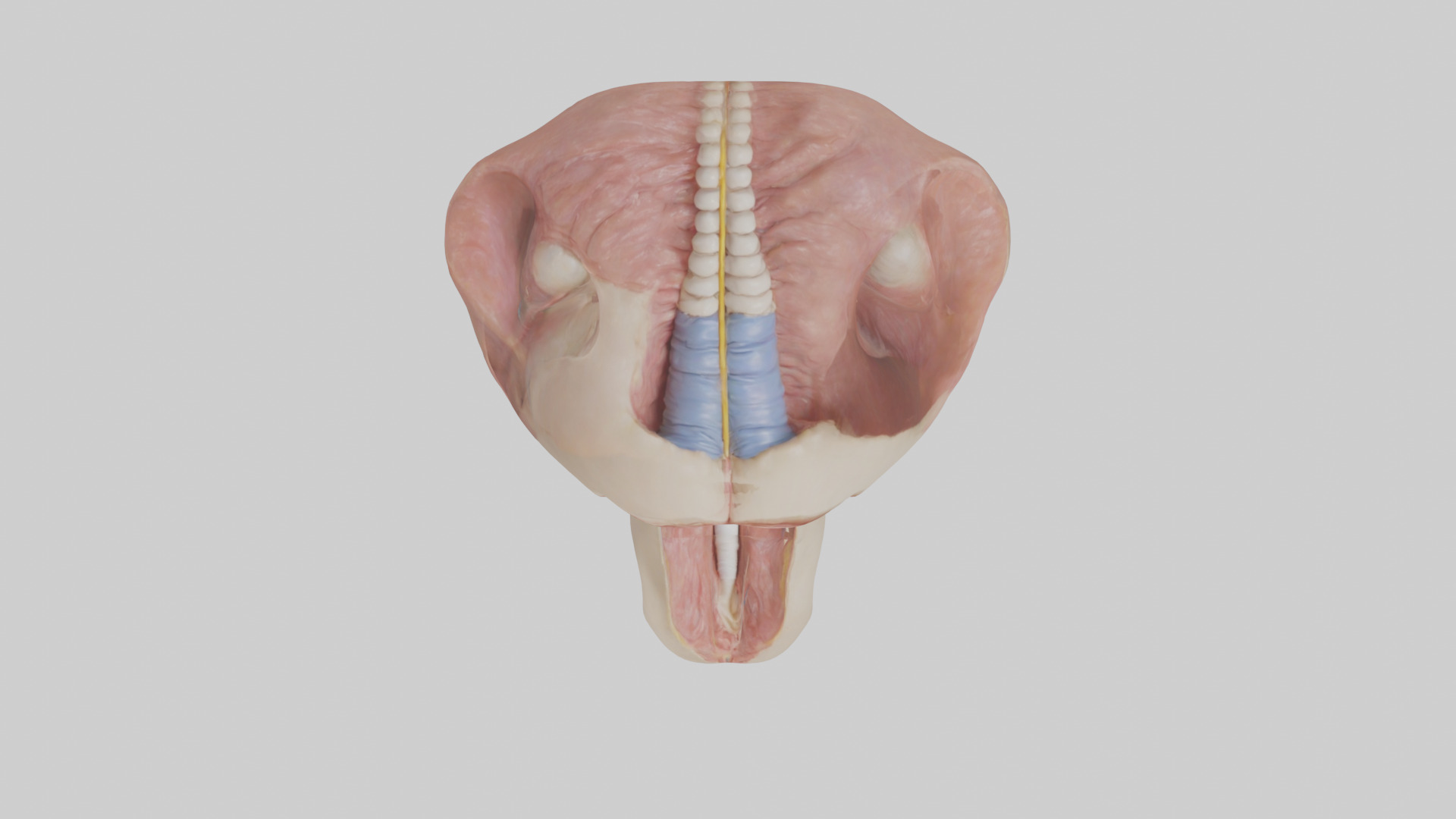 Human Epiglottis Model 2 Low-poly 3D model_14
