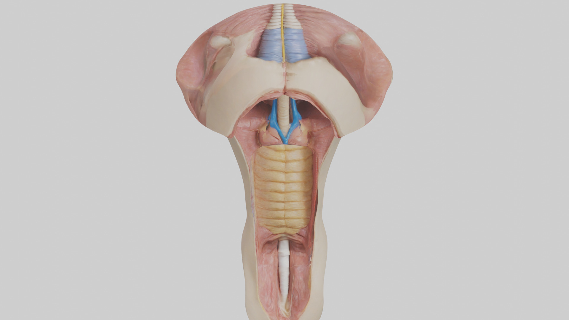 Human Epiglottis Model 2 Low-poly 3D model_16