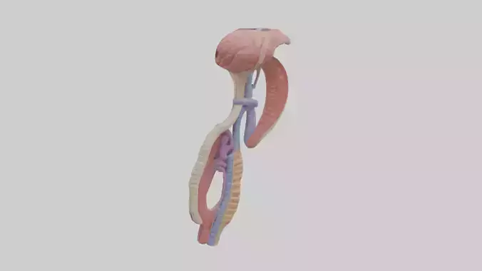 Human Esophageal Structure Model