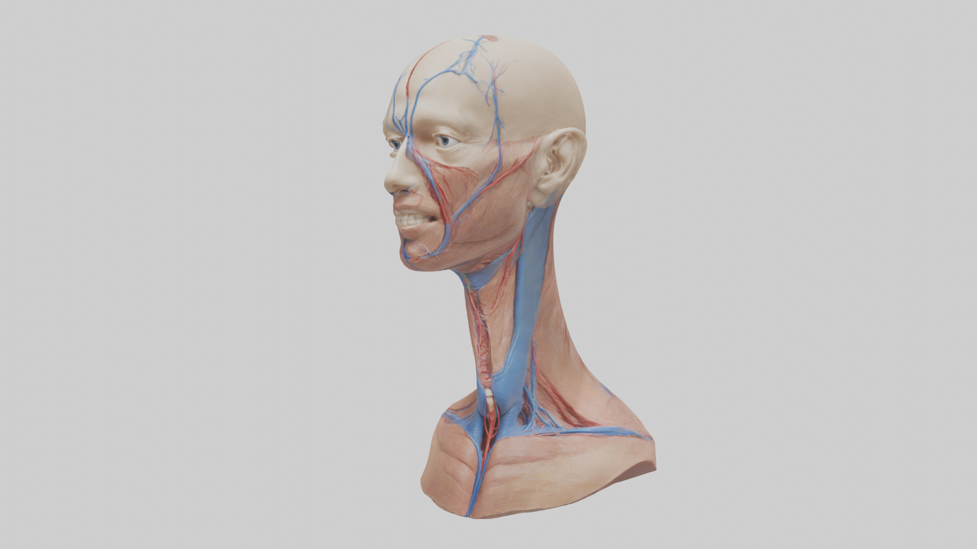 Human External Jugular Vein Model Low-poly 3D model_8