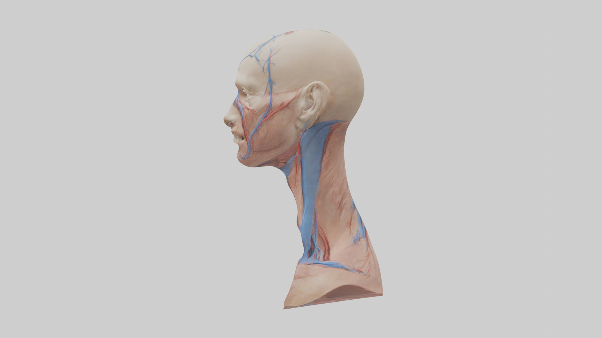 Human External Jugular Vein Model Low-poly 3D model_12