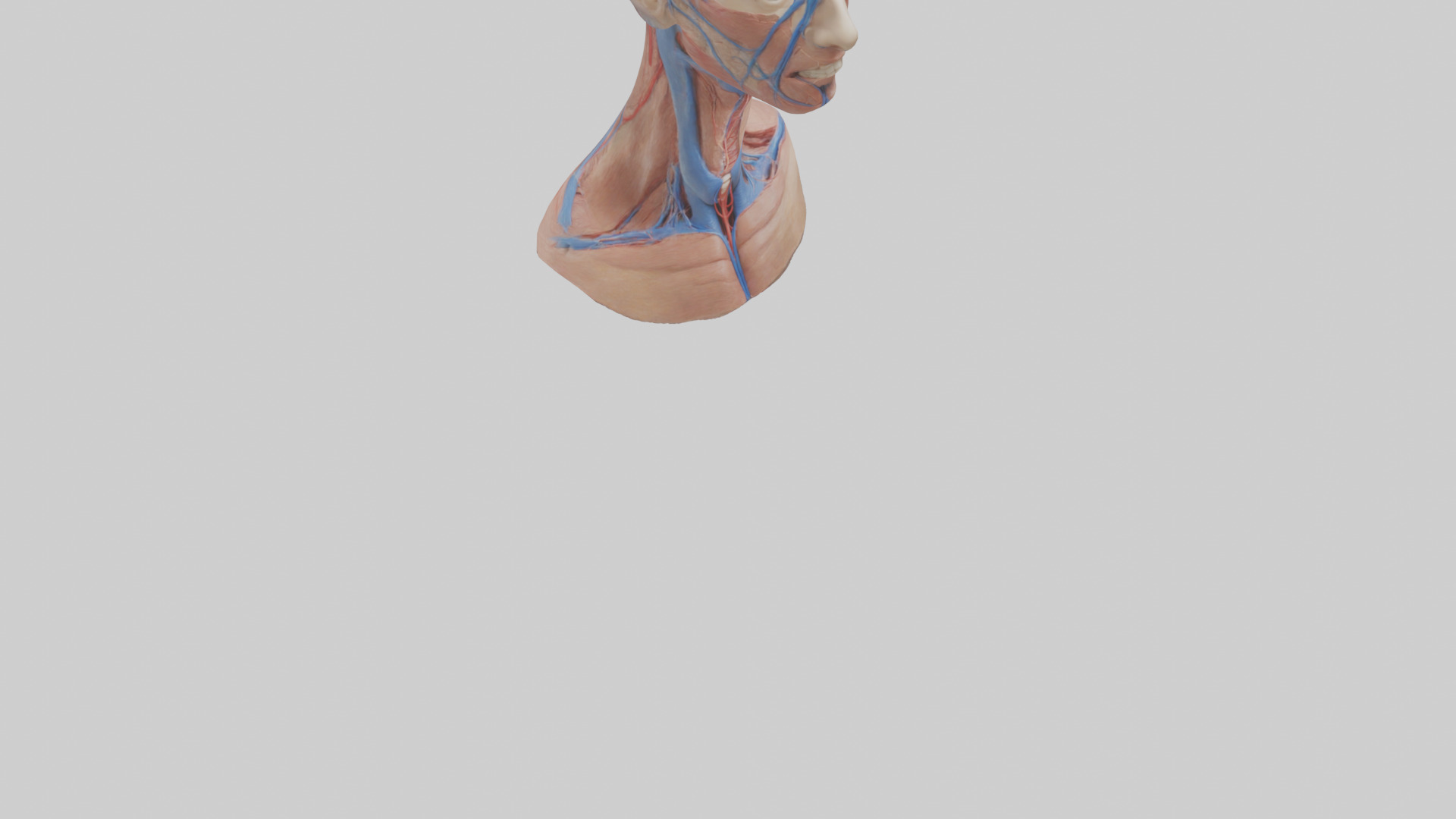 Human External Jugular Vein Model Low-poly 3D model_6