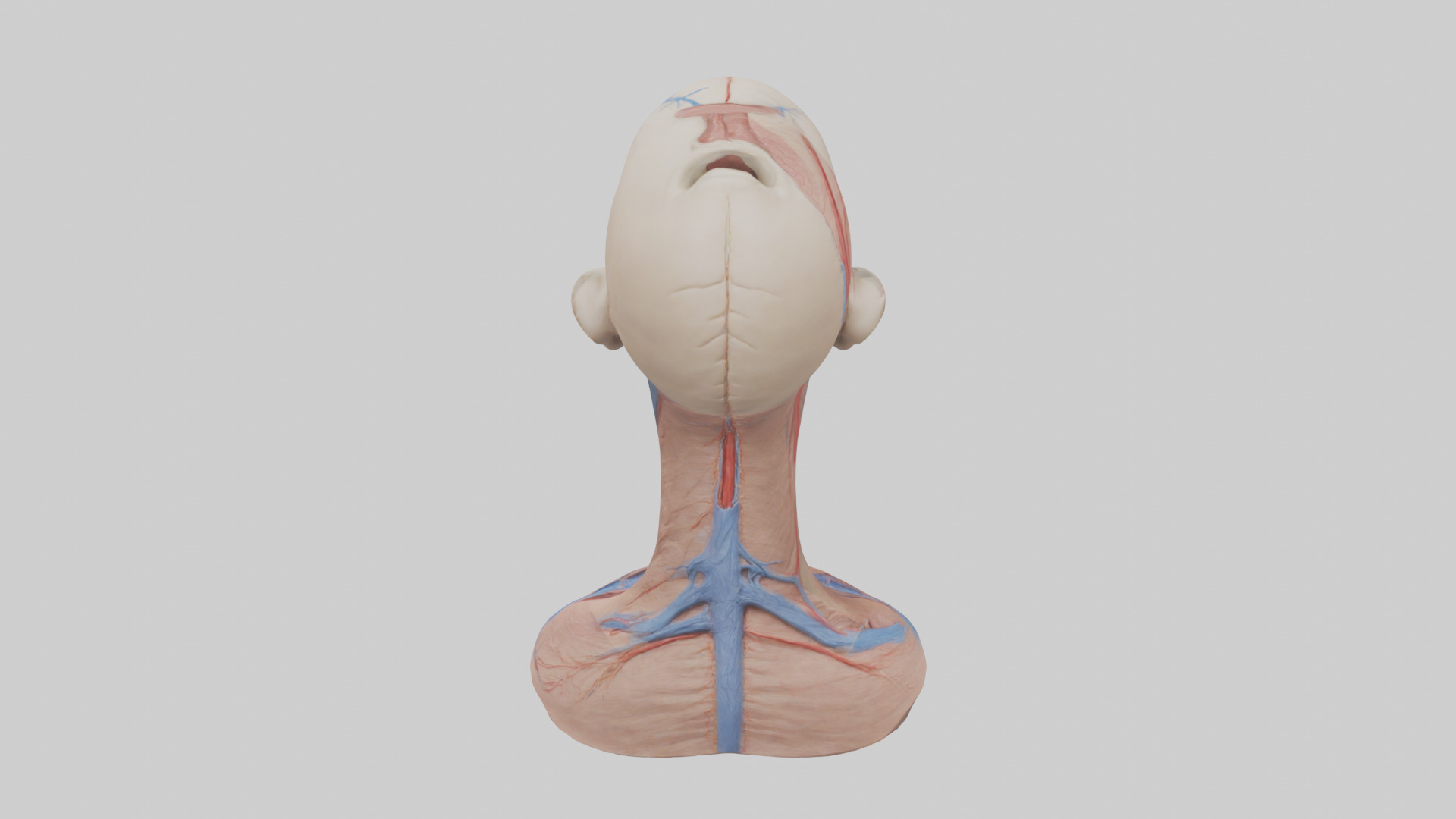 Human External Jugular Vein Model Low-poly 3D model_15