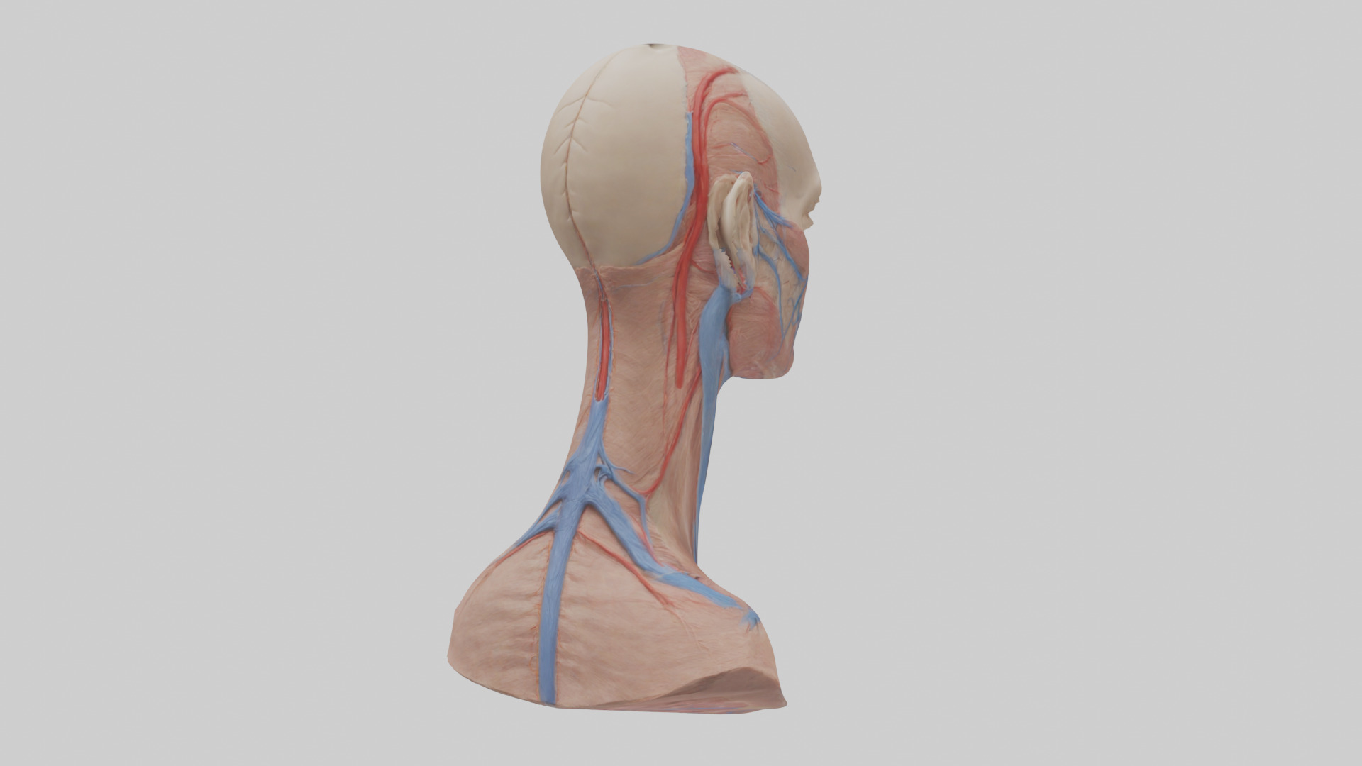 Human External Jugular Vein Model Low-poly 3D model_2