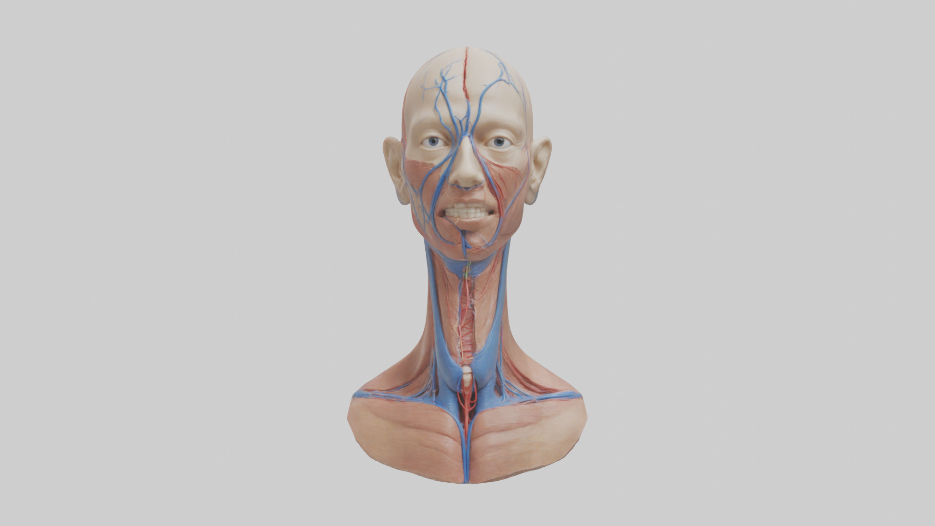 Human External Jugular Vein Model Low-poly 3D model_9
