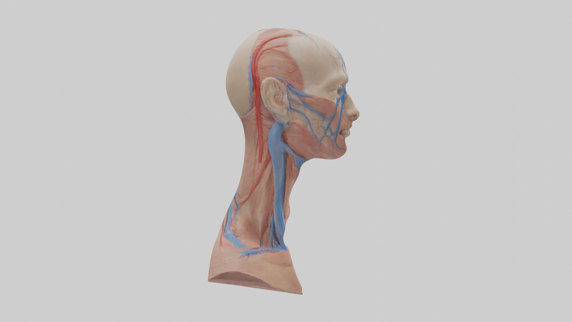 Human External Jugular Vein Model Low-poly 3D model_13