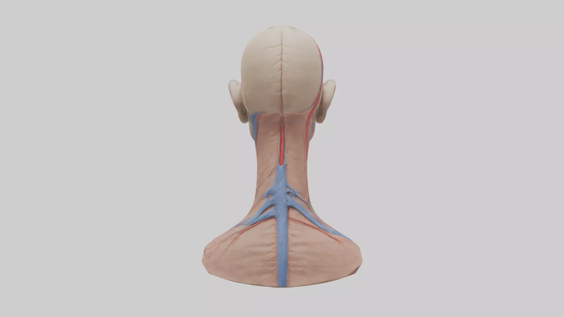 Human External Jugular Vein Model Low-poly 3D model_0