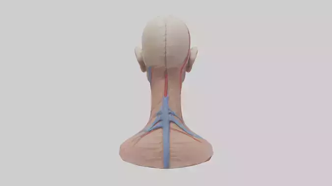 Human External Jugular Vein Model