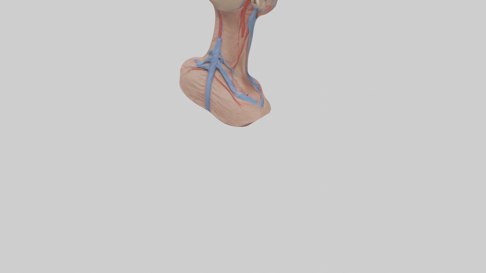 Human External Jugular Vein Model Low-poly 3D model_4
