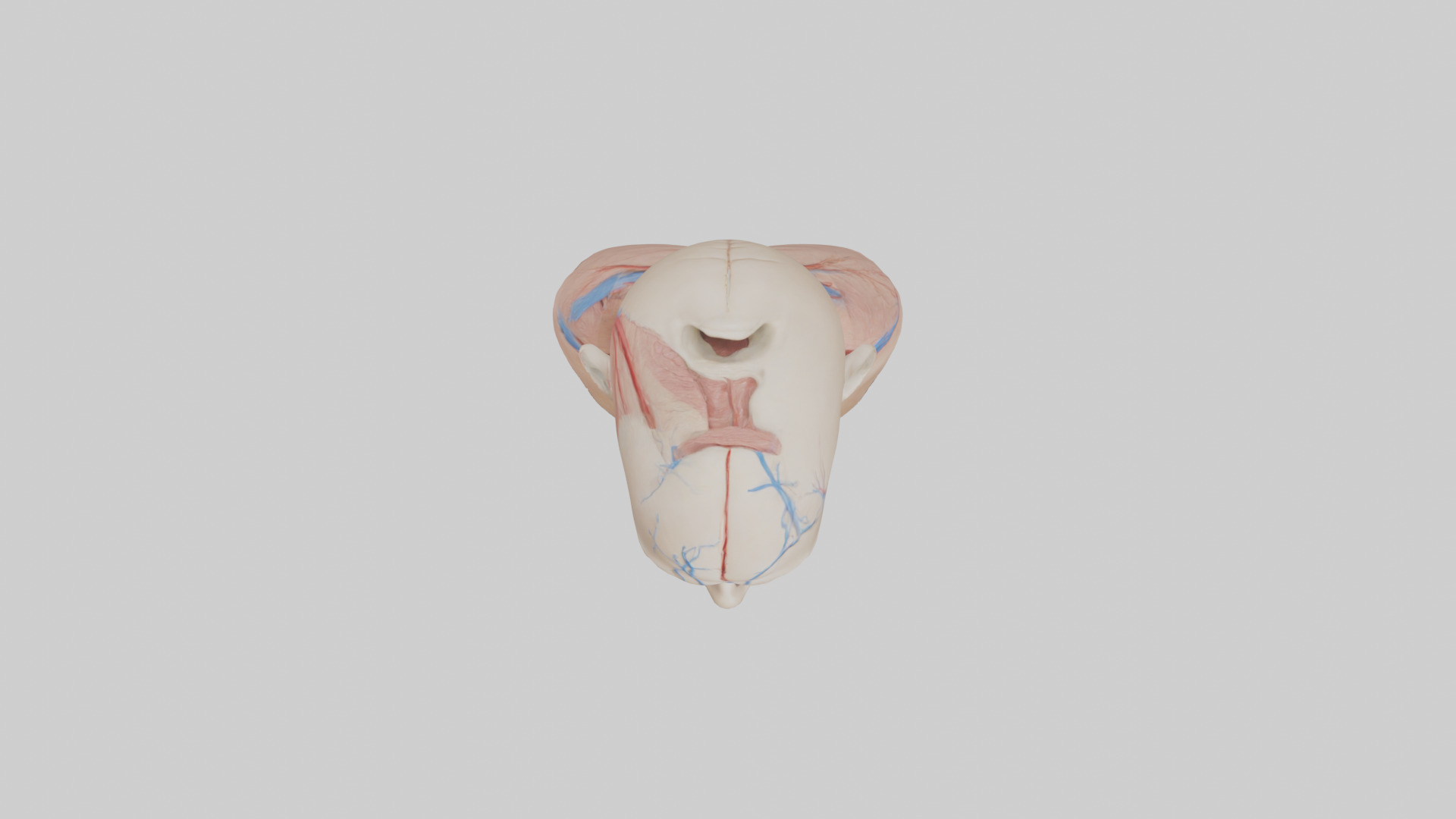 Human External Jugular Vein Model Low-poly 3D model_14