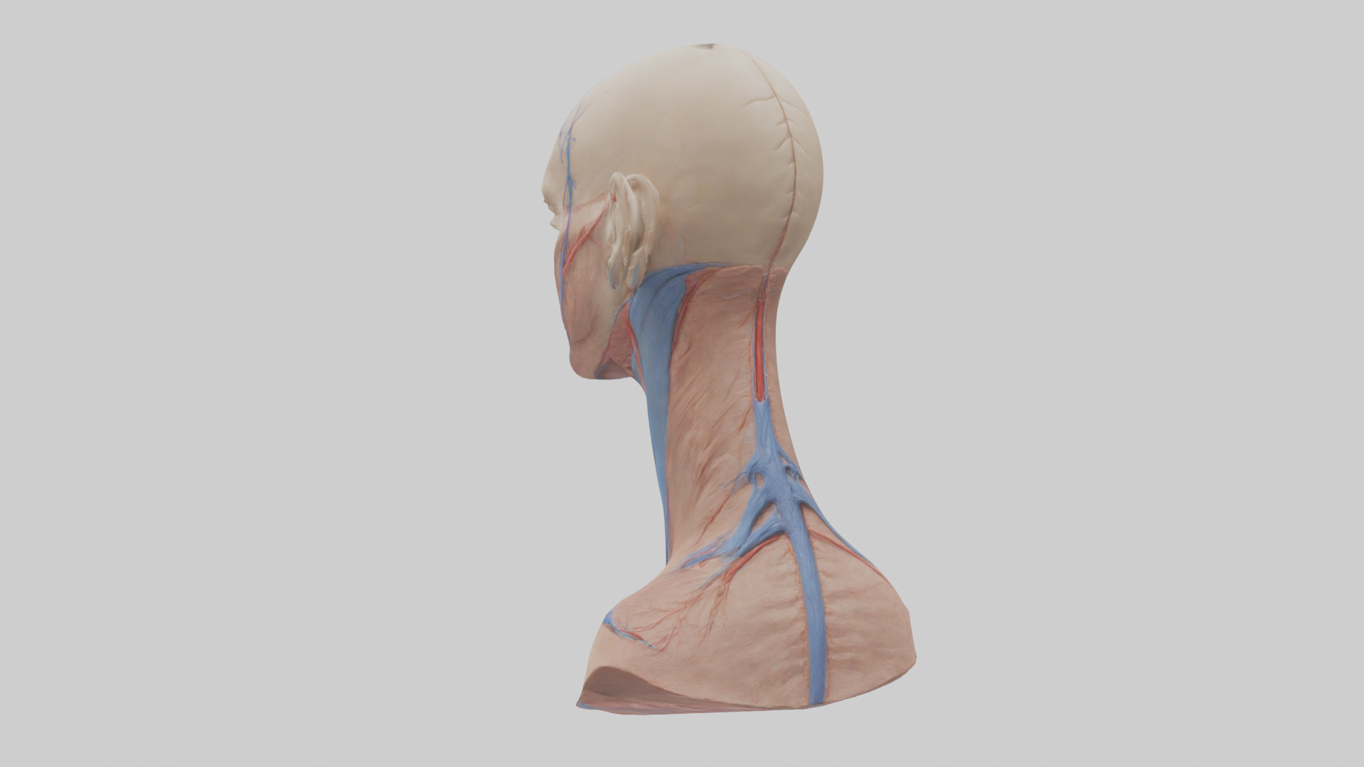 Human External Jugular Vein Model Low-poly 3D model_1