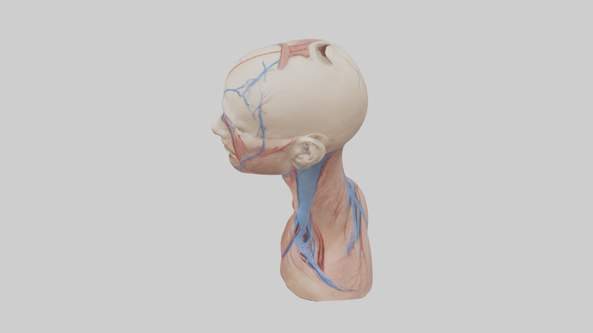 Human External Jugular Vein Model Low-poly 3D model_17