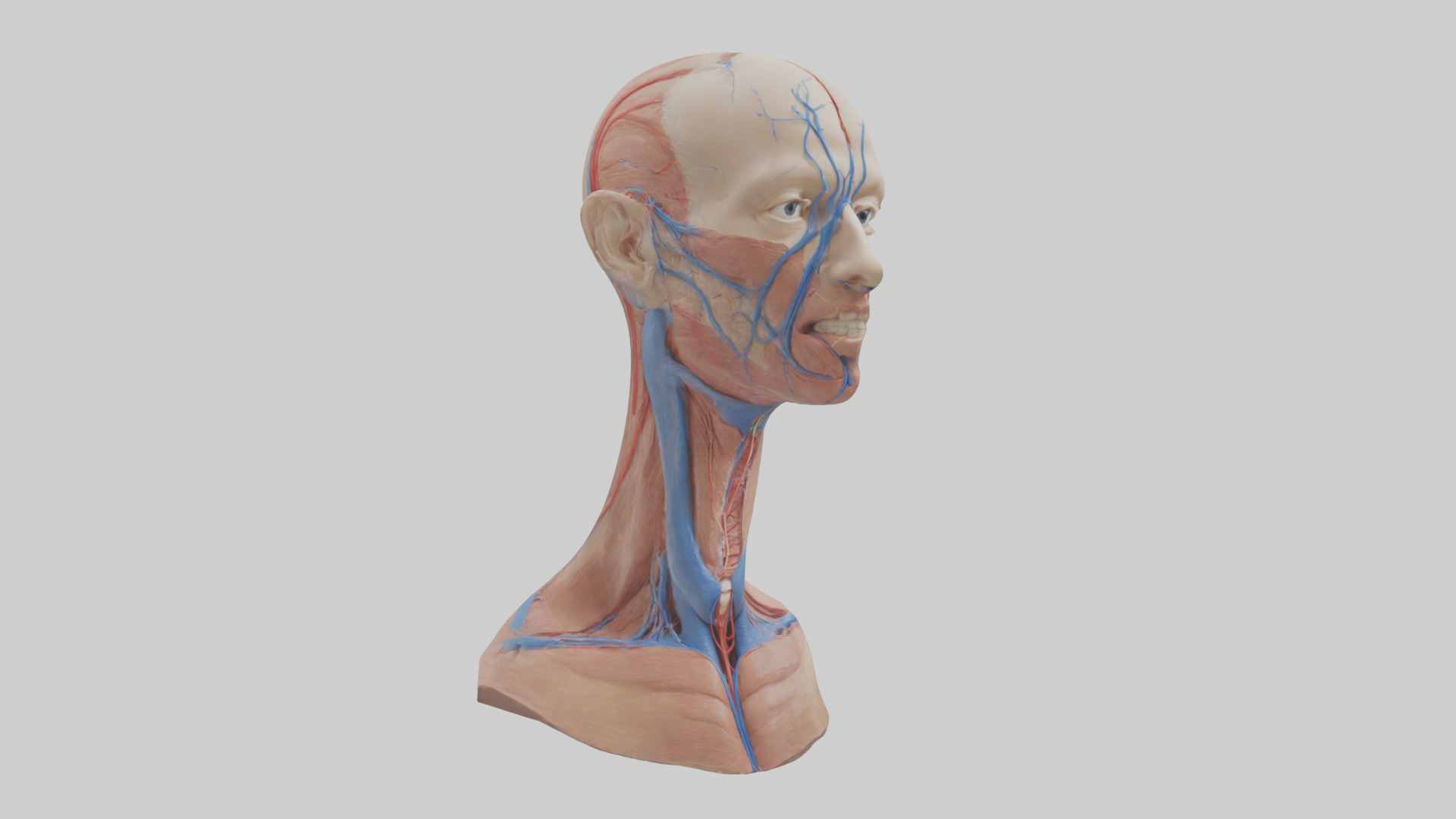Human External Jugular Vein Model Low-poly 3D model_7
