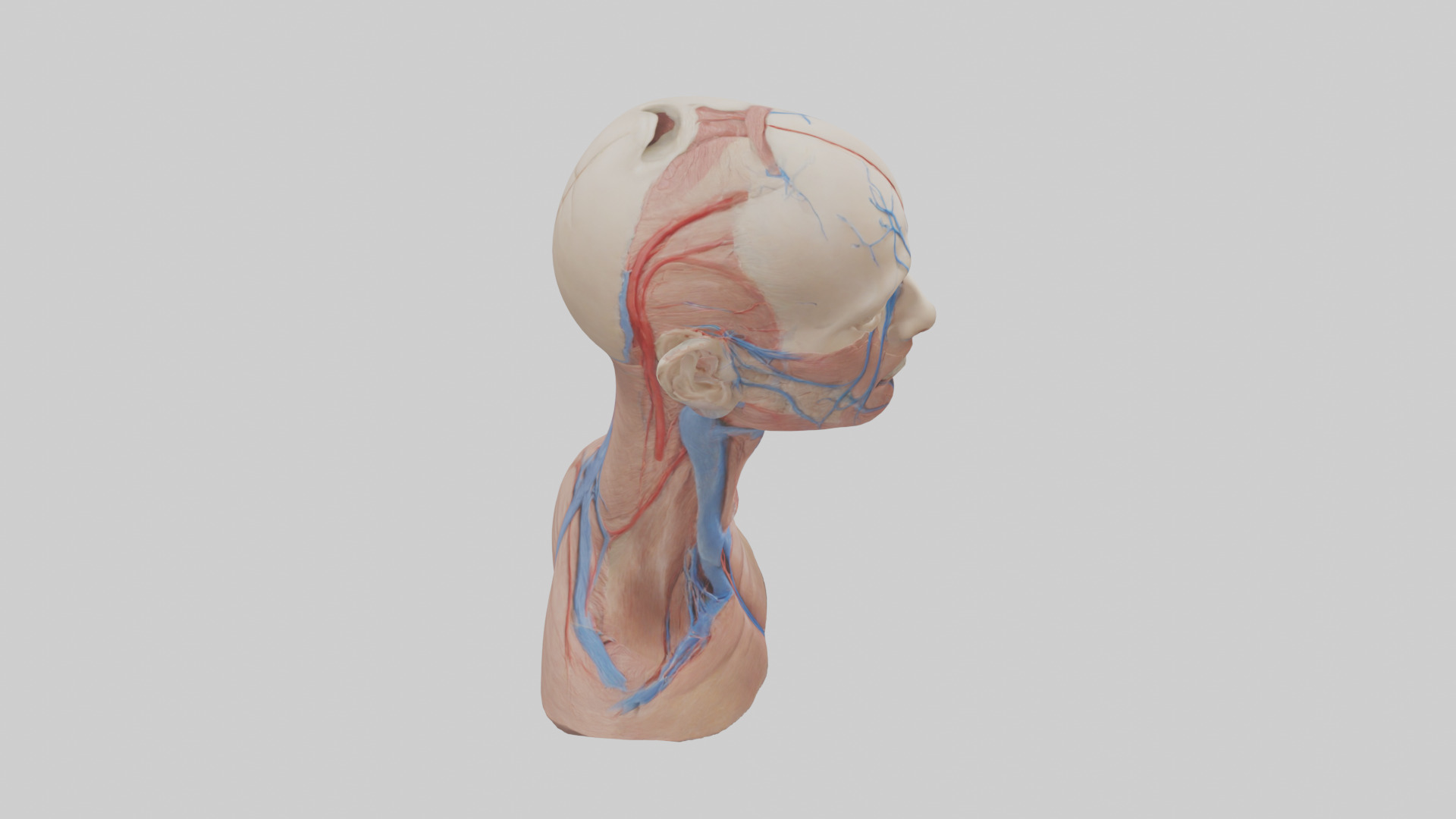 Human External Jugular Vein Model Low-poly 3D model_18