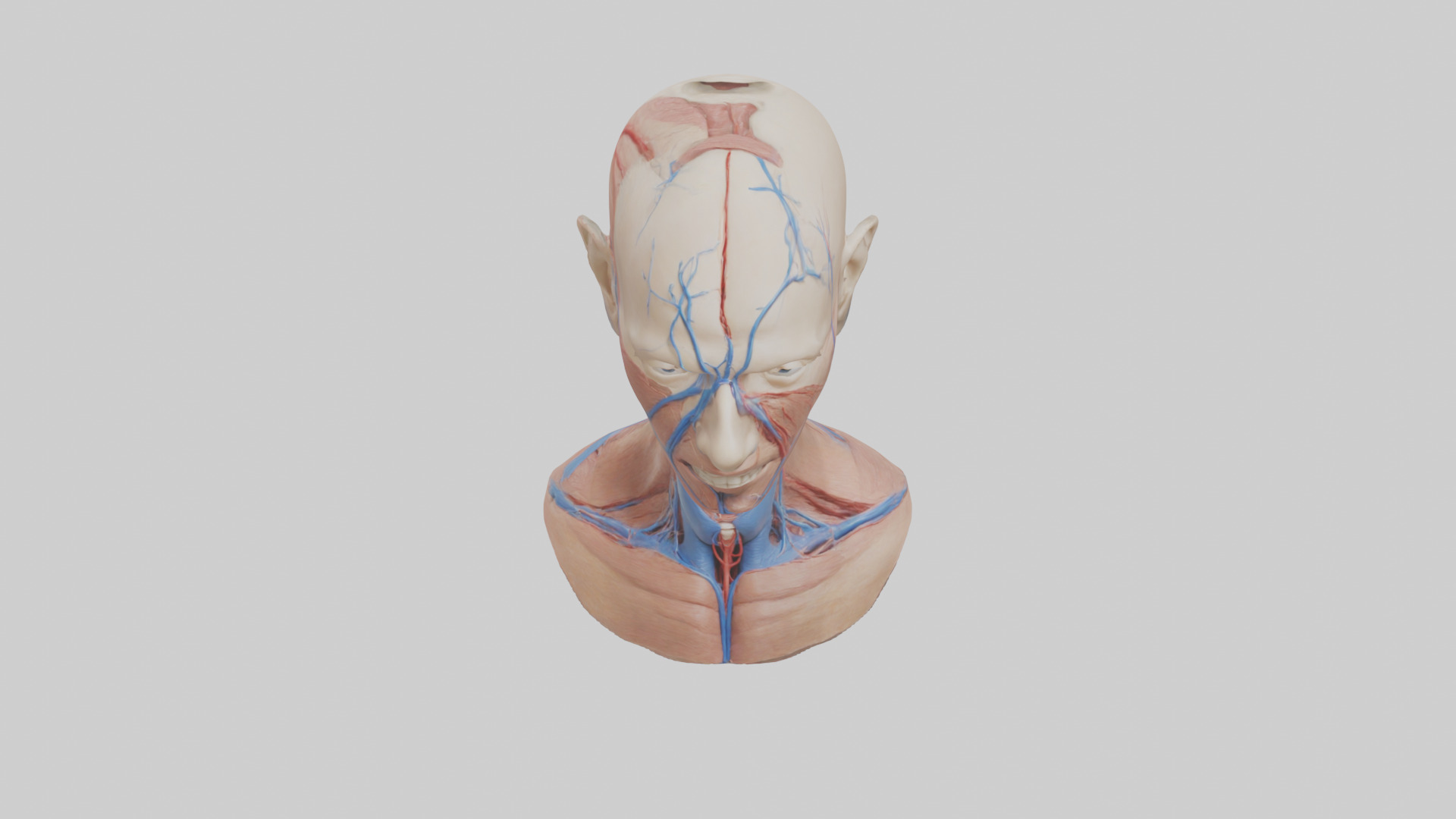 Human External Jugular Vein Model Low-poly 3D model_16