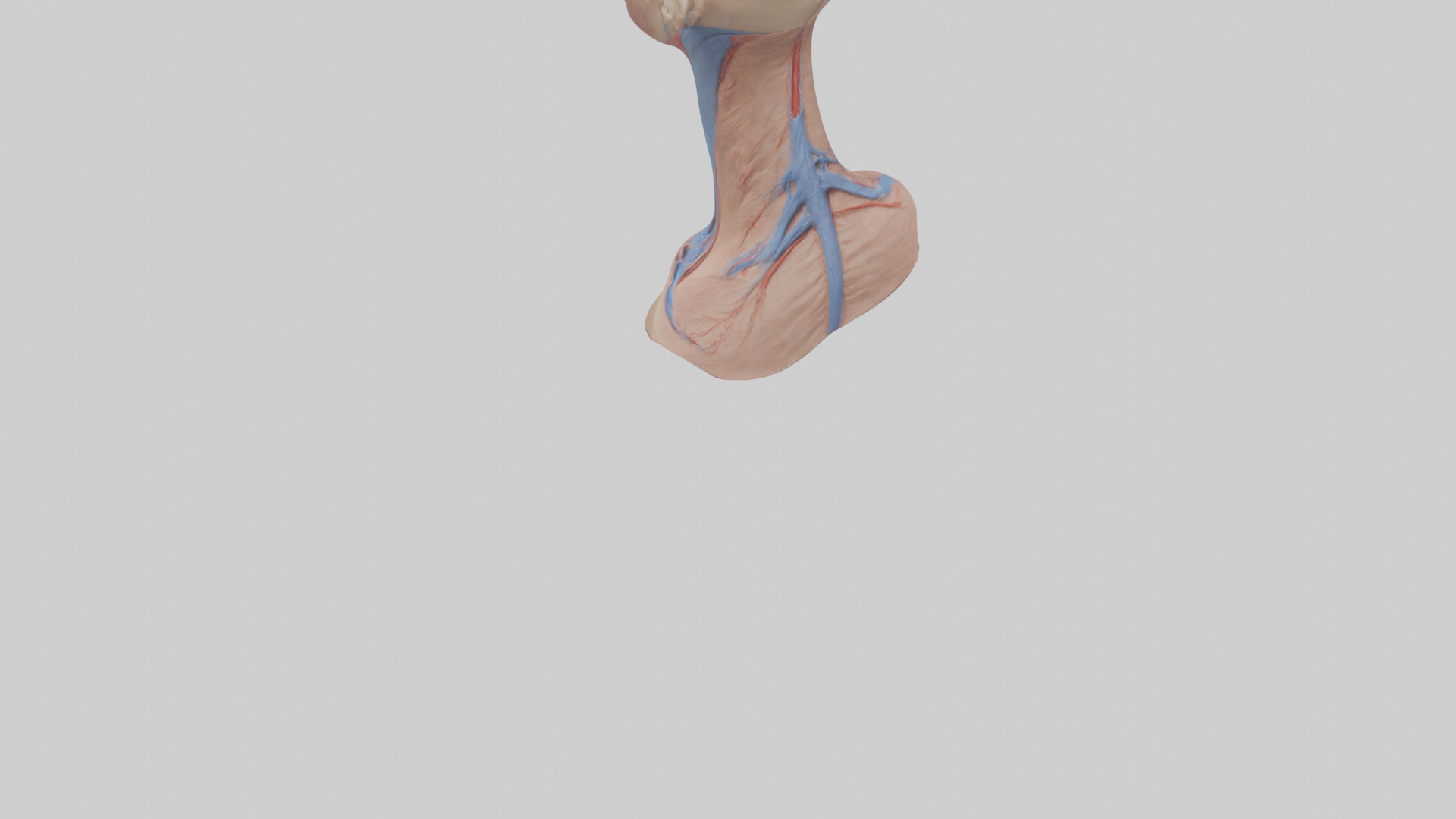 Human External Jugular Vein Model Low-poly 3D model_3
