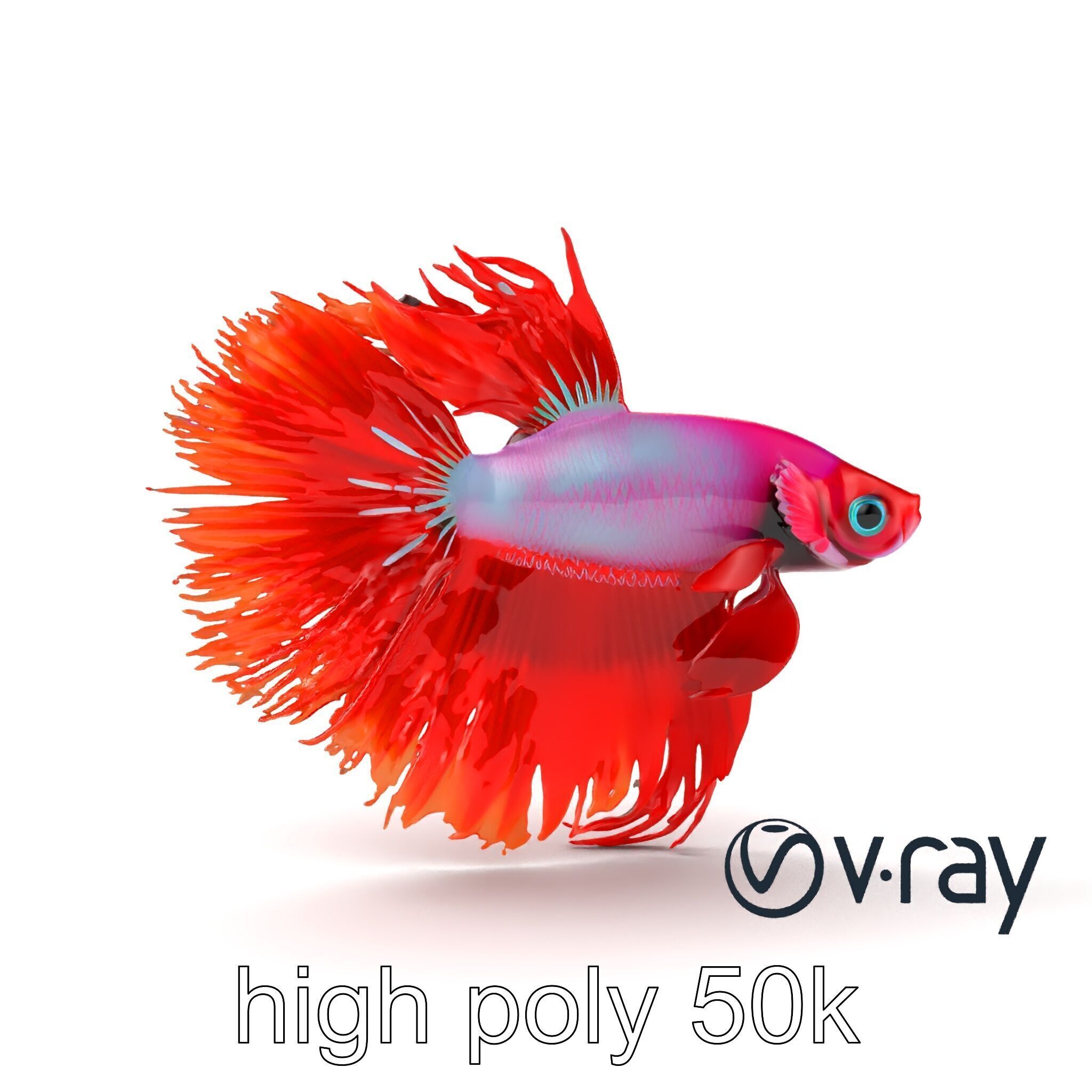 CoralGlow Betta Neon Fish model pack Low-poly 3D model_21