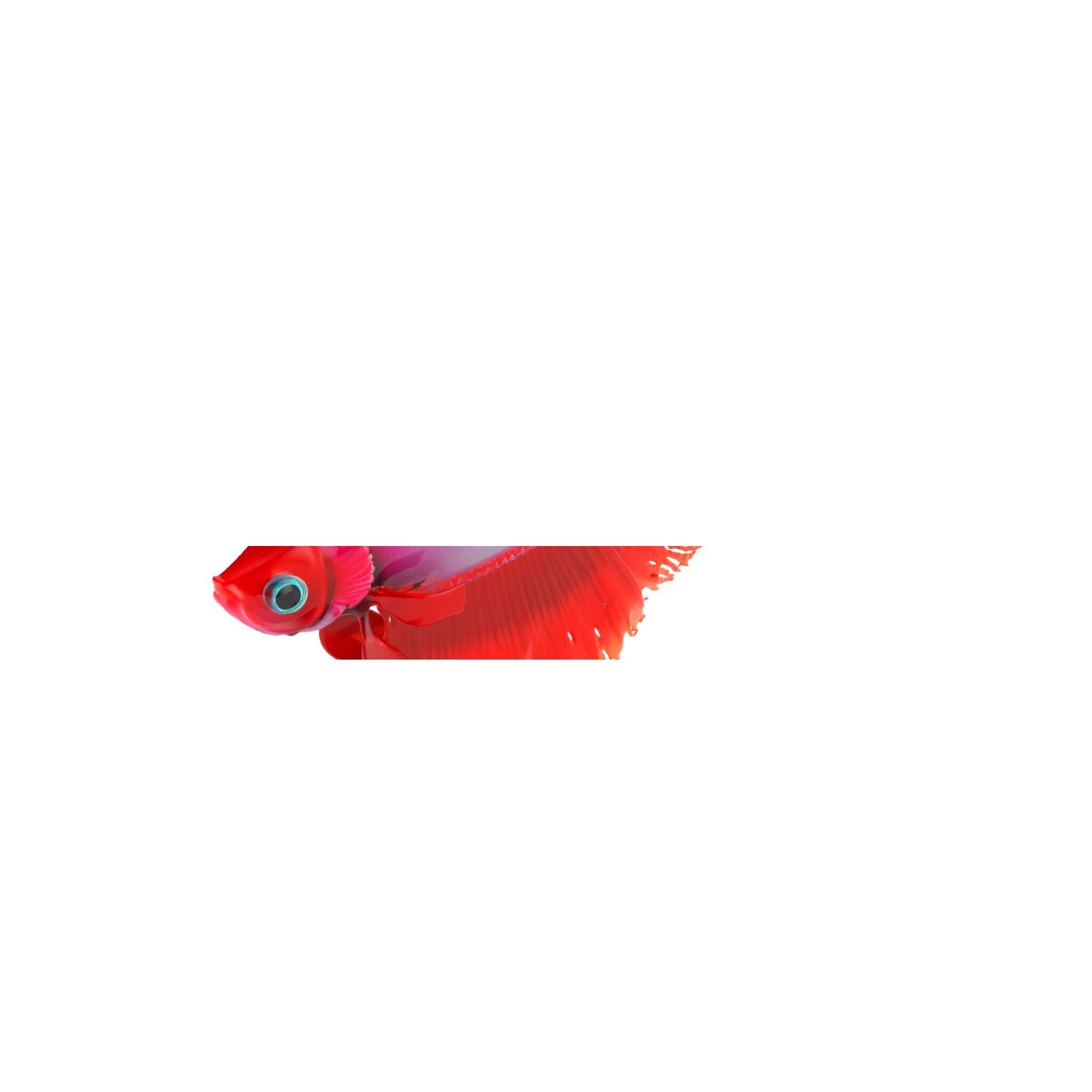 CoralGlow Betta Neon Fish model pack Low-poly 3D model_10
