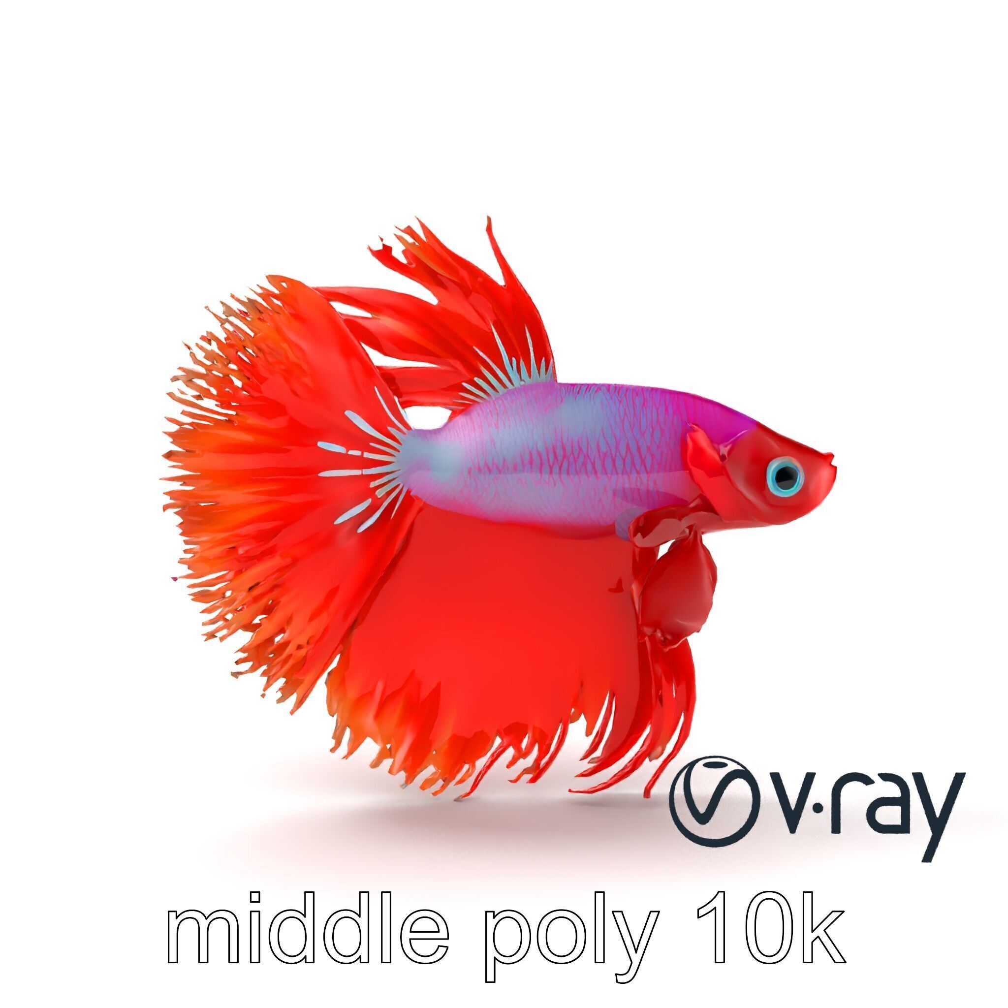 CoralGlow Betta Neon Fish model pack Low-poly 3D model_30