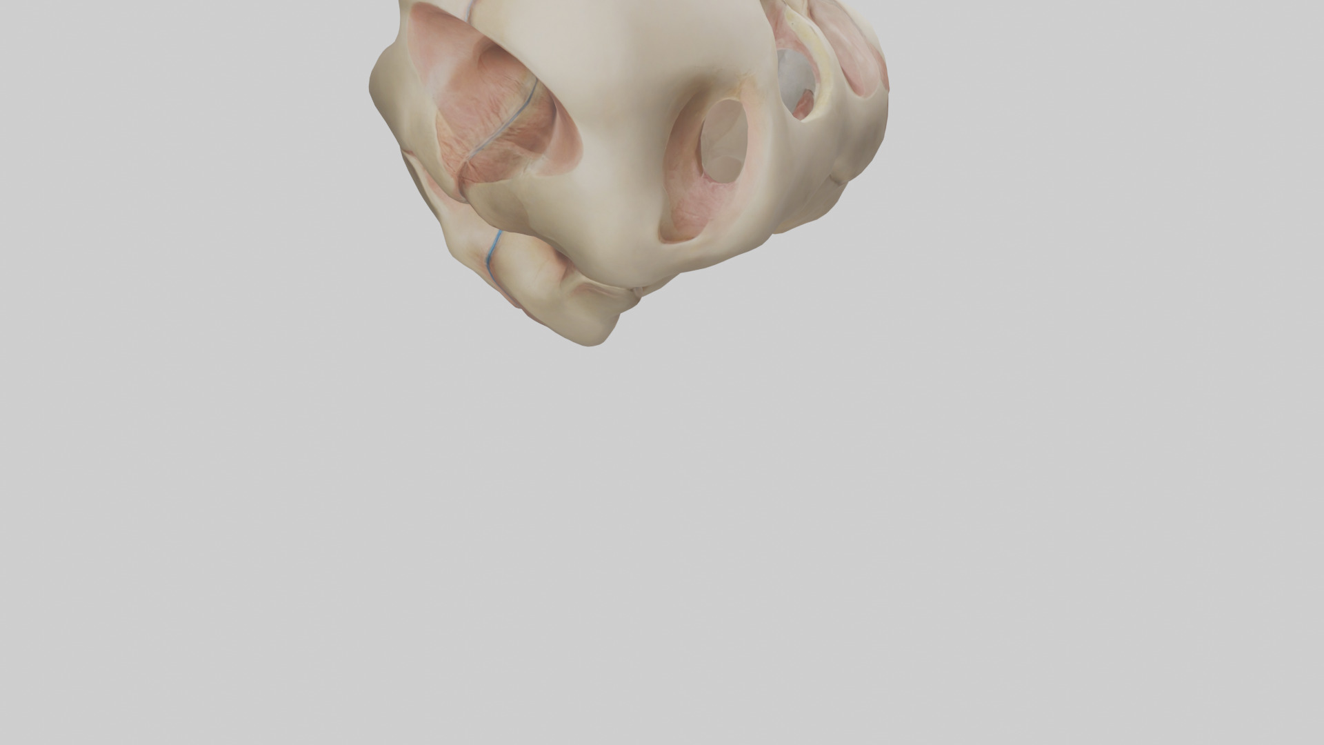 Human Femoral Head Model Low-poly 3D model_4