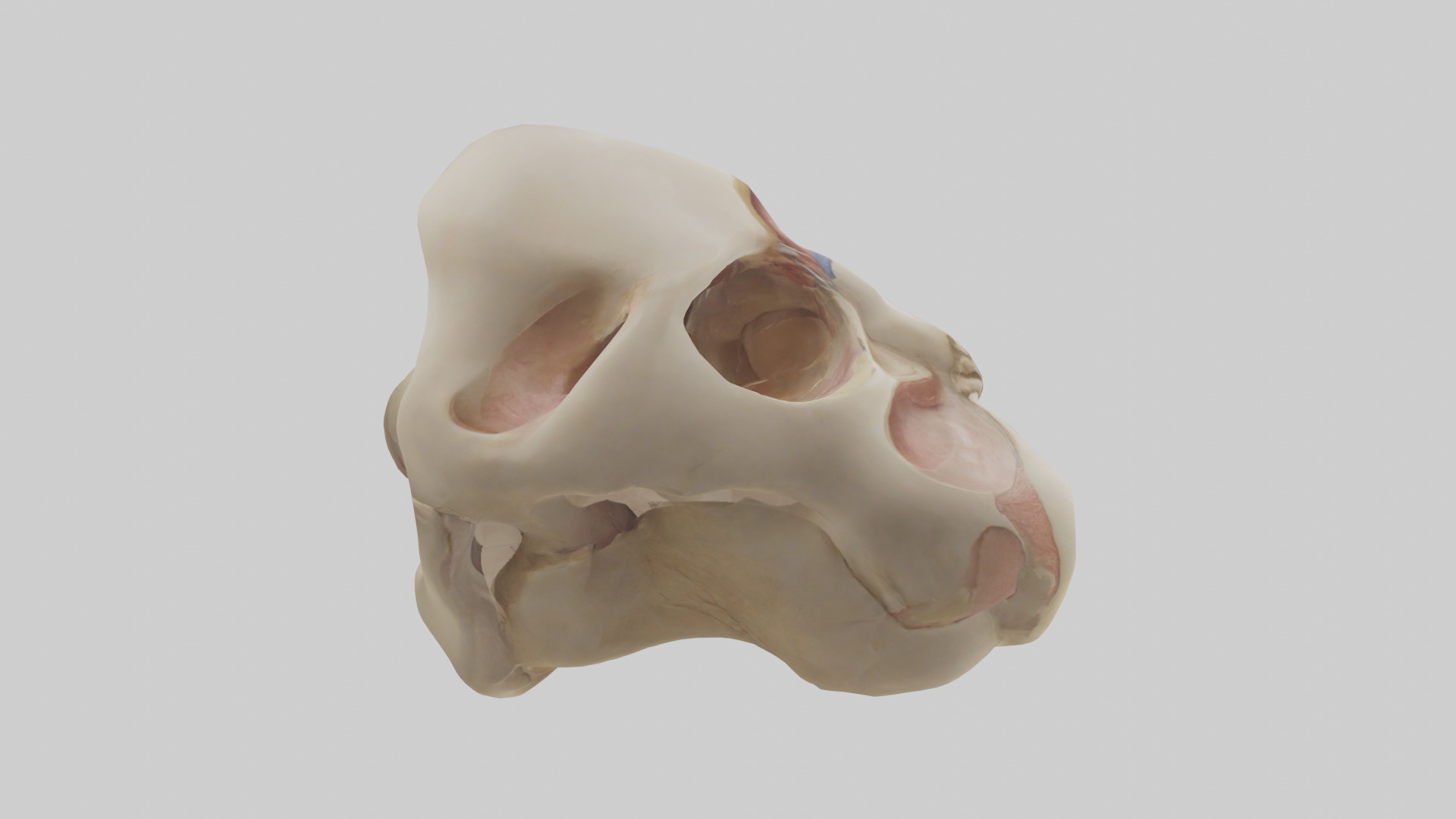 Human Femoral Head Model Low-poly 3D model_13