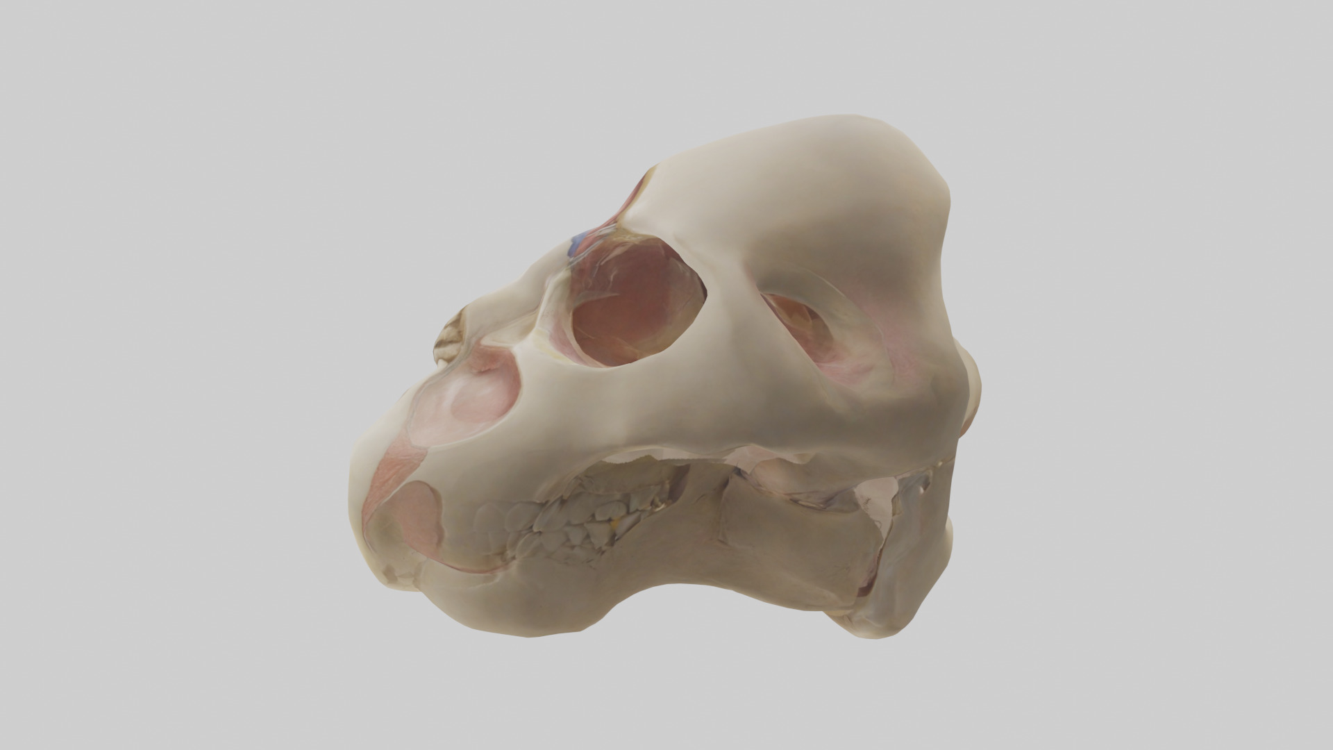 Human Femoral Head Model Low-poly 3D model_12