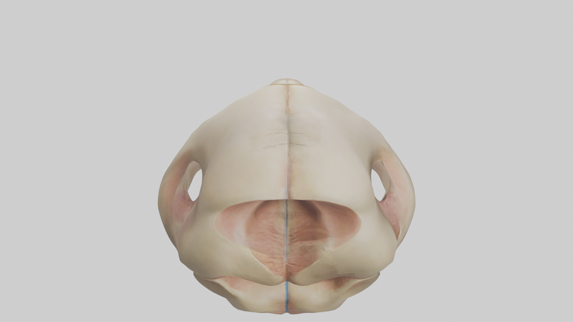 Human Femoral Head Model Low-poly 3D model_15
