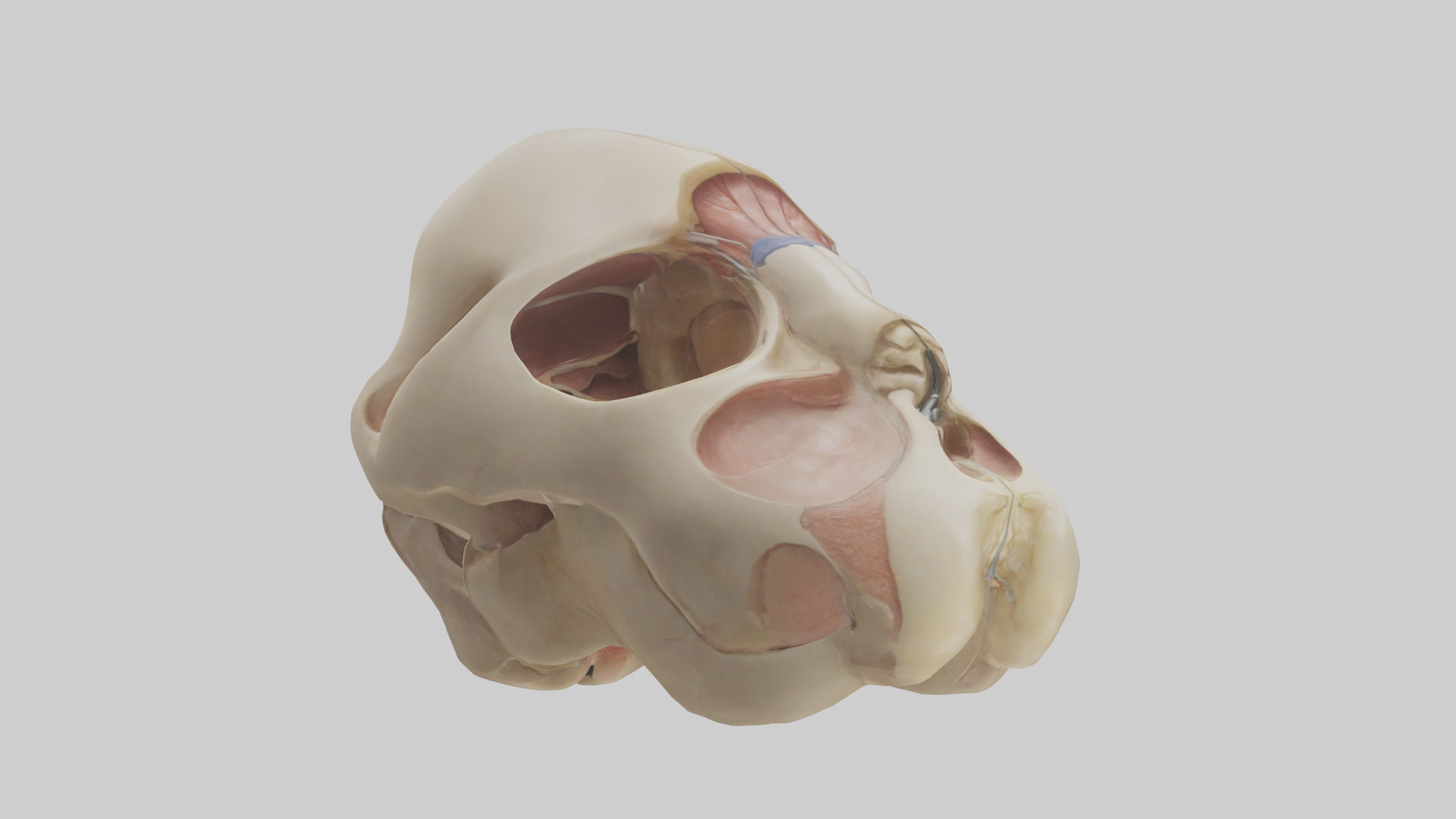Human Femoral Head Model Low-poly 3D model_11