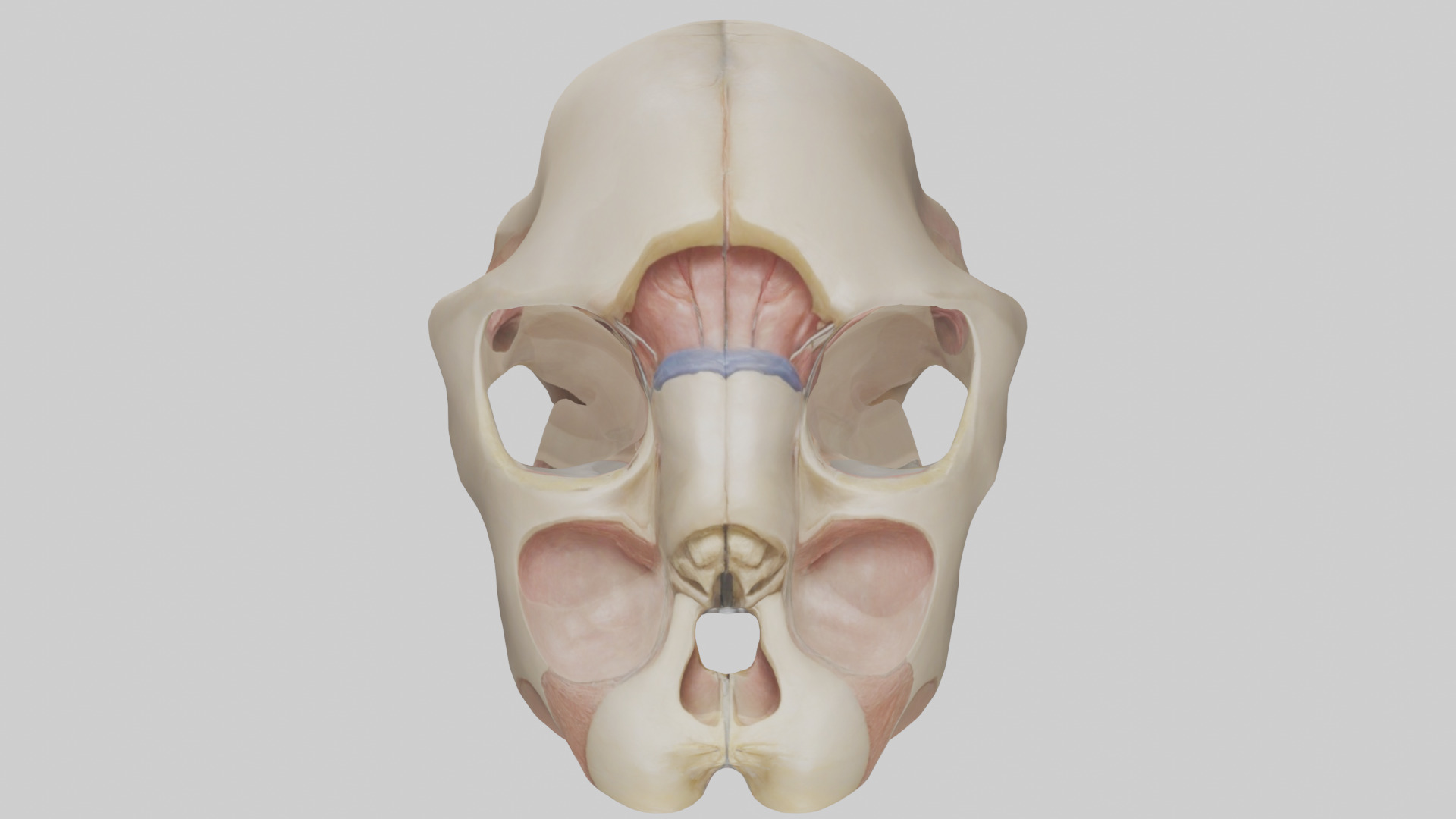 Human Femoral Head Model Low-poly 3D model_16