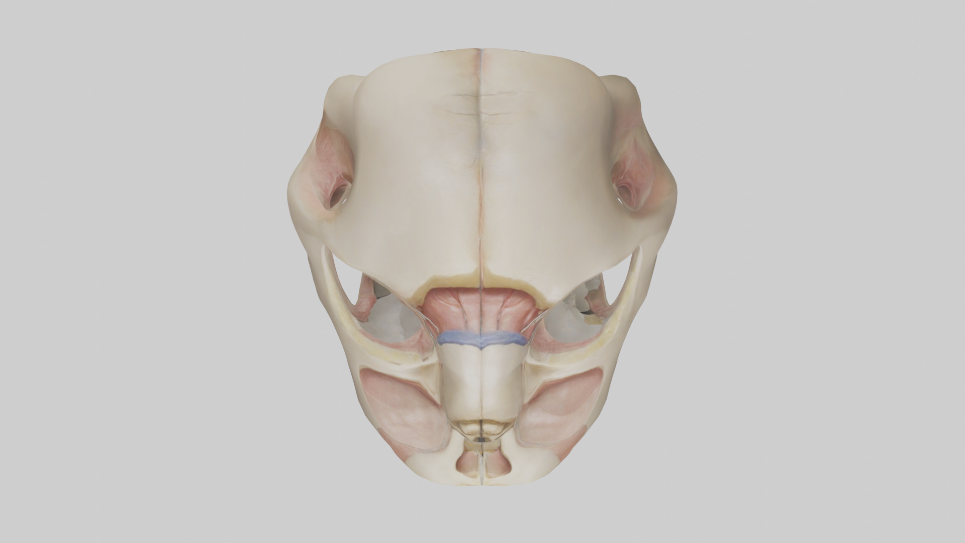 Human Femoral Head Model Low-poly 3D model_14