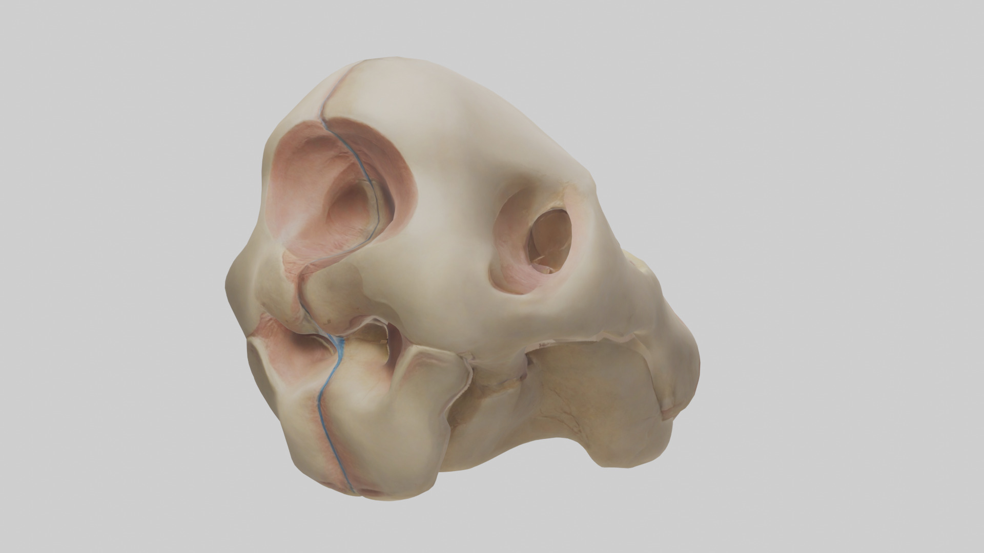 Human Femoral Head Model Low-poly 3D model_2