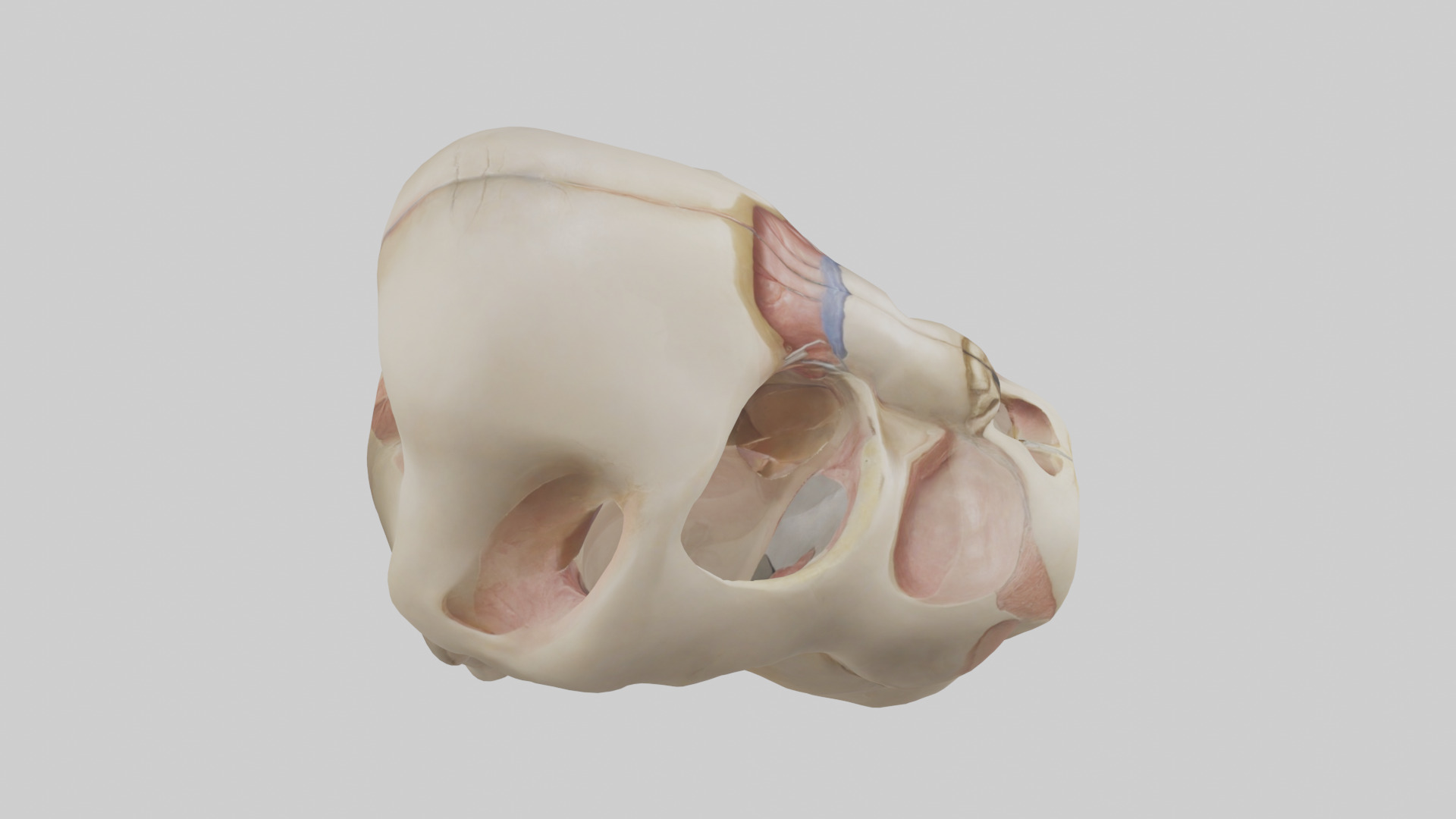 Human Femoral Head Model Low-poly 3D model_18
