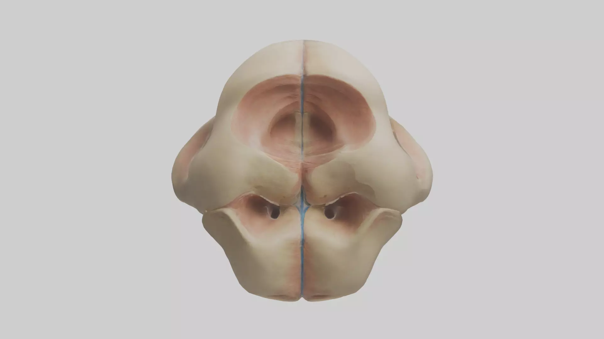 Human Femoral Head Model Low-poly 3D model_0