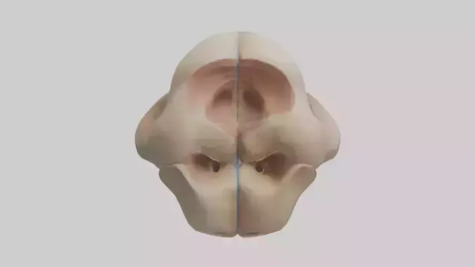 Human Femoral Head Model