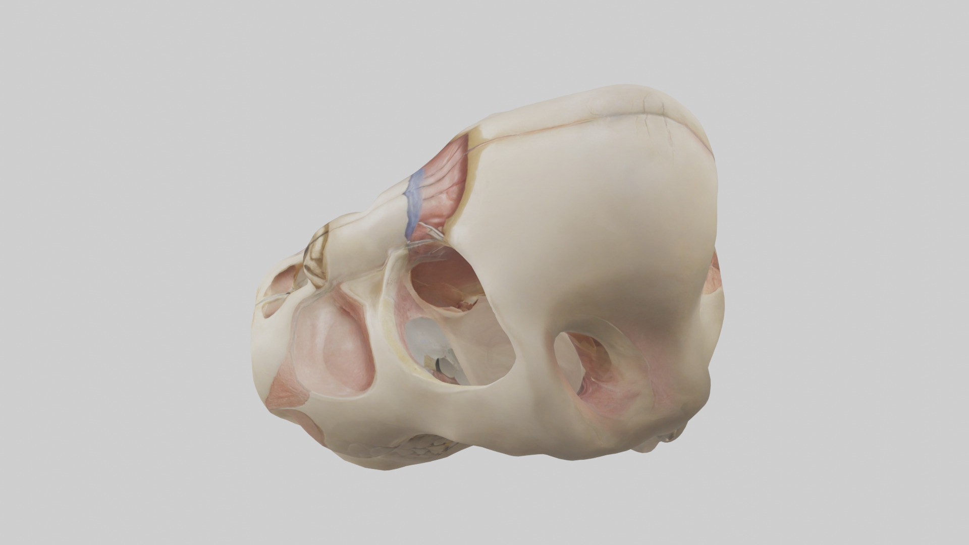 Human Femoral Head Model Low-poly 3D model_17