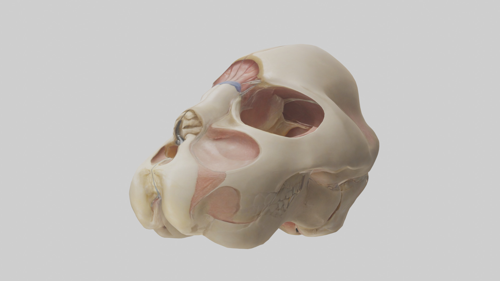 Human Femoral Head Model Low-poly 3D model_8