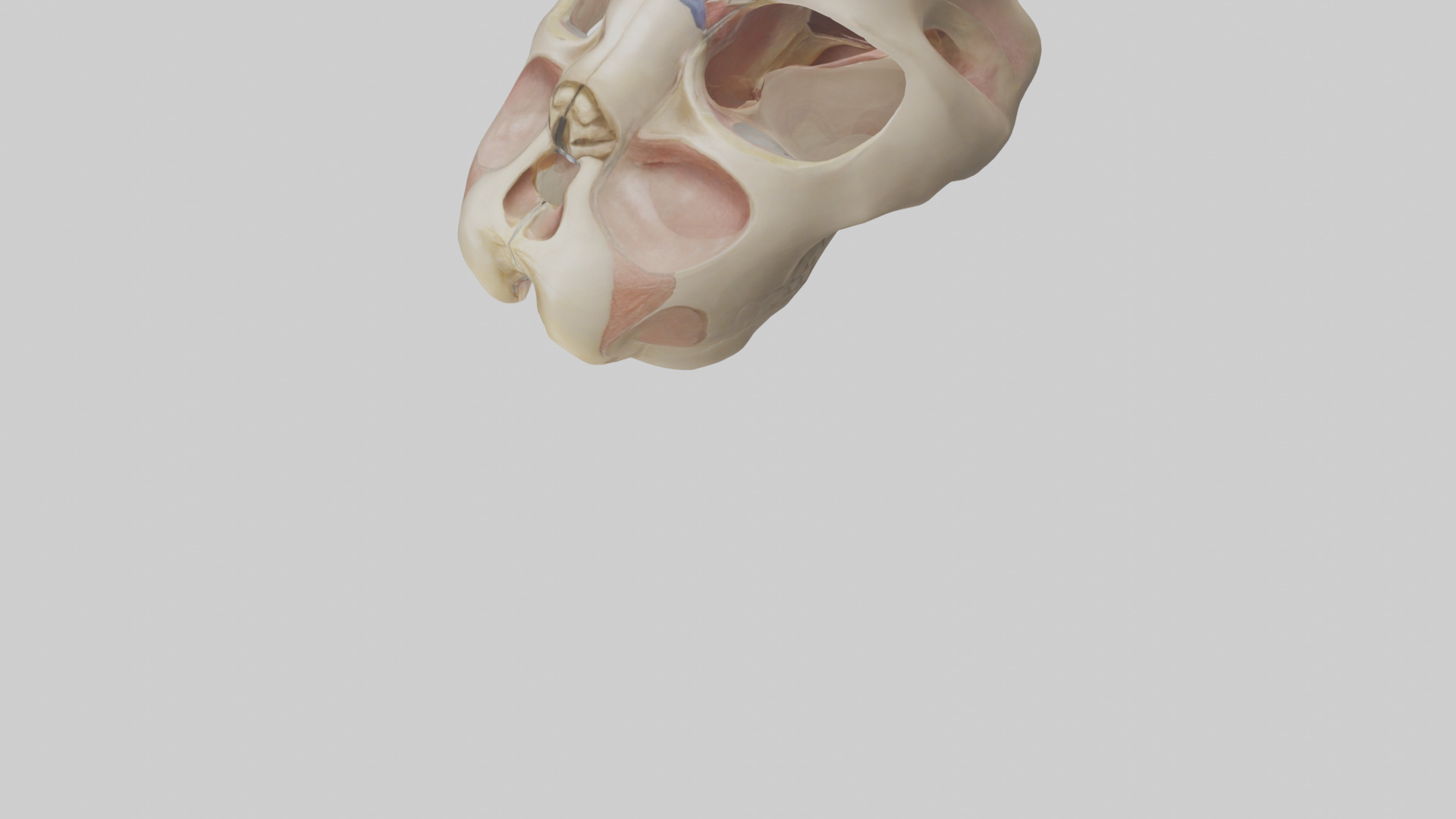 Human Femoral Head Model Low-poly 3D model_5