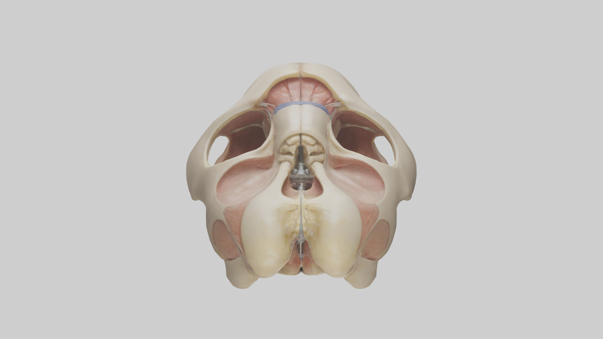 Human Femoral Head Model Low-poly 3D model_9