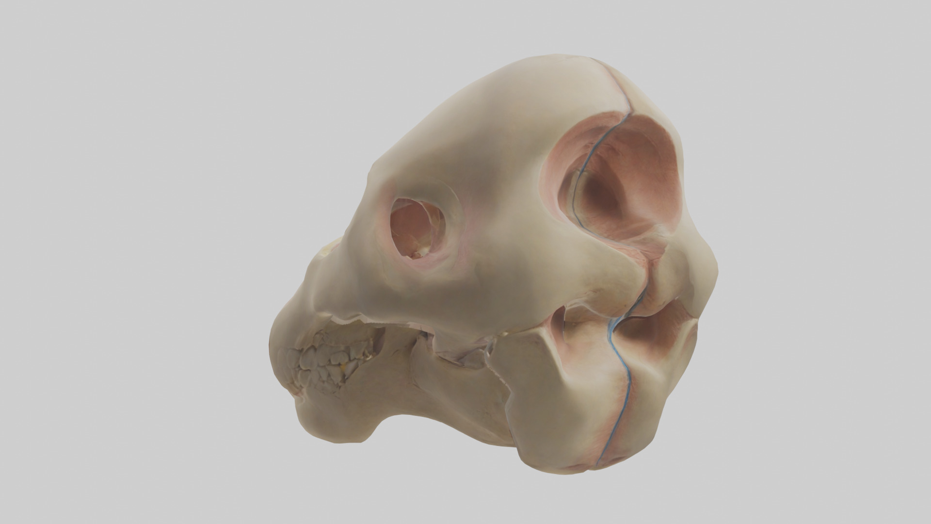 Human Femoral Head Model Low-poly 3D model_1