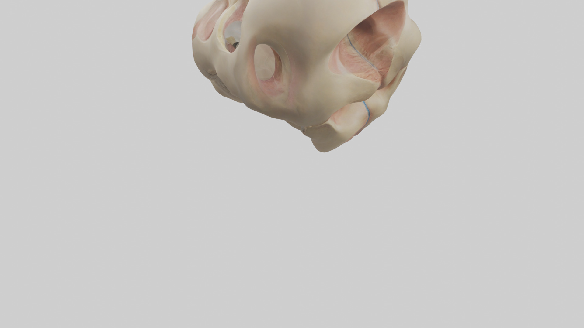 Human Femoral Head Model Low-poly 3D model_3