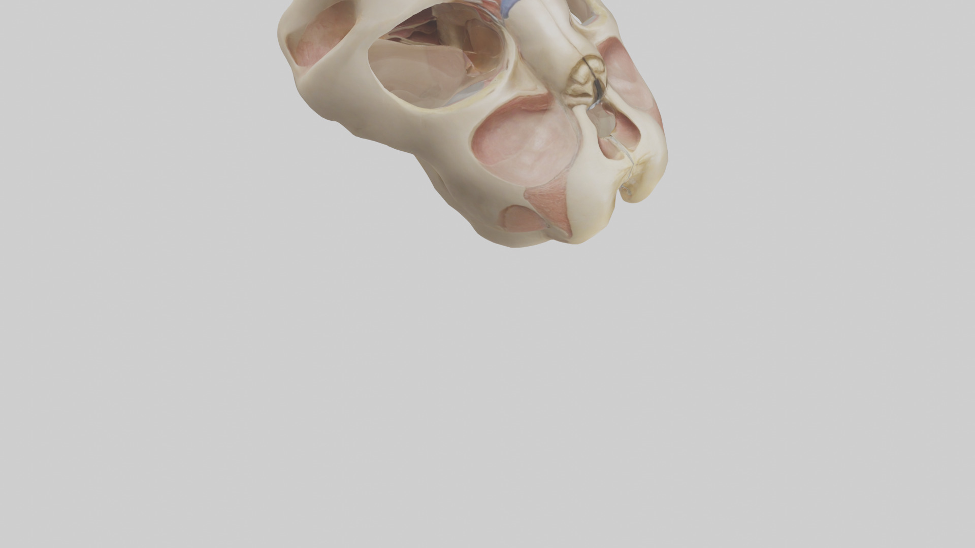 Human Femoral Head Model Low-poly 3D model_6