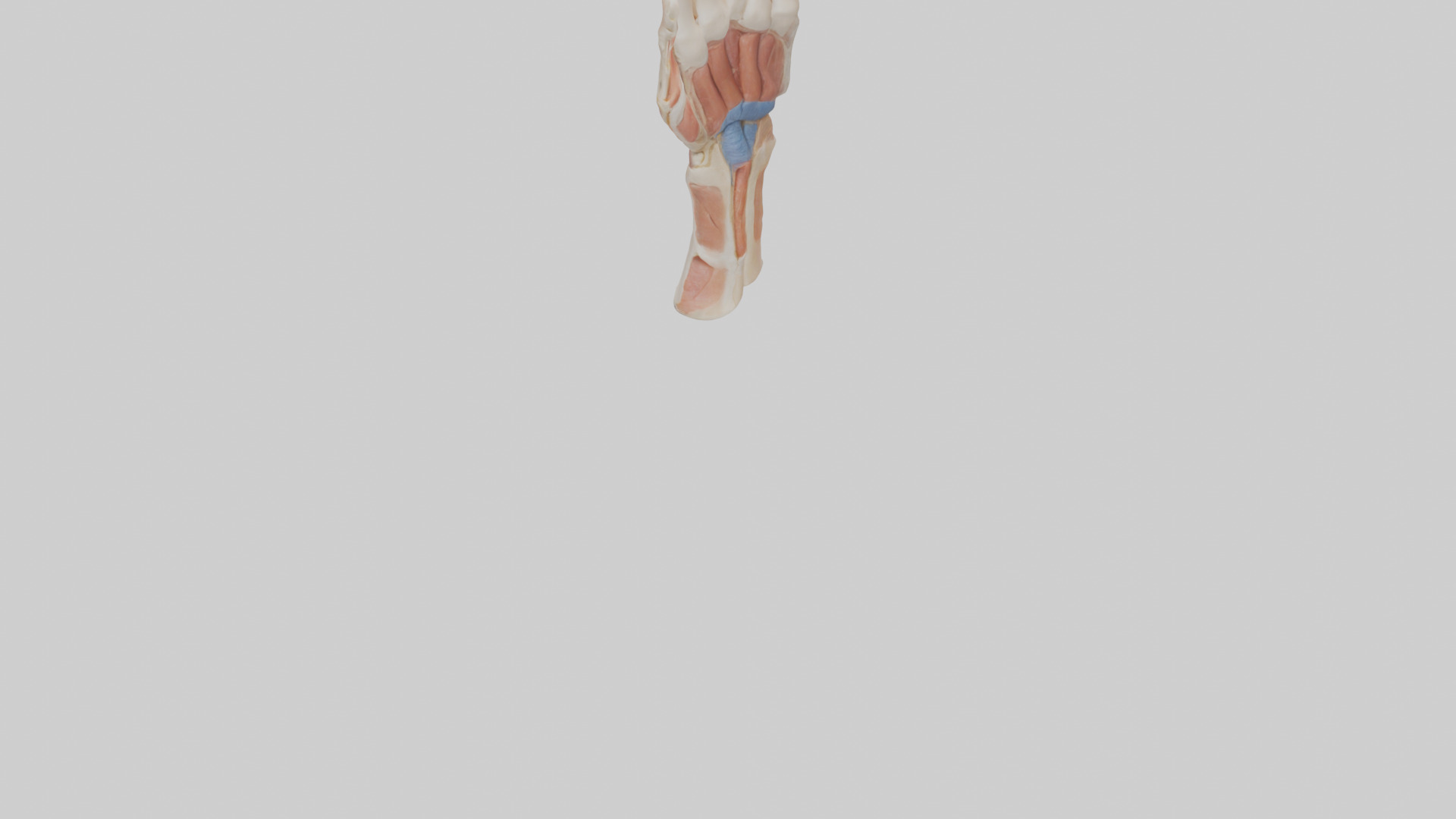 Human Finger Anatomy Model Low-poly 3D model_3