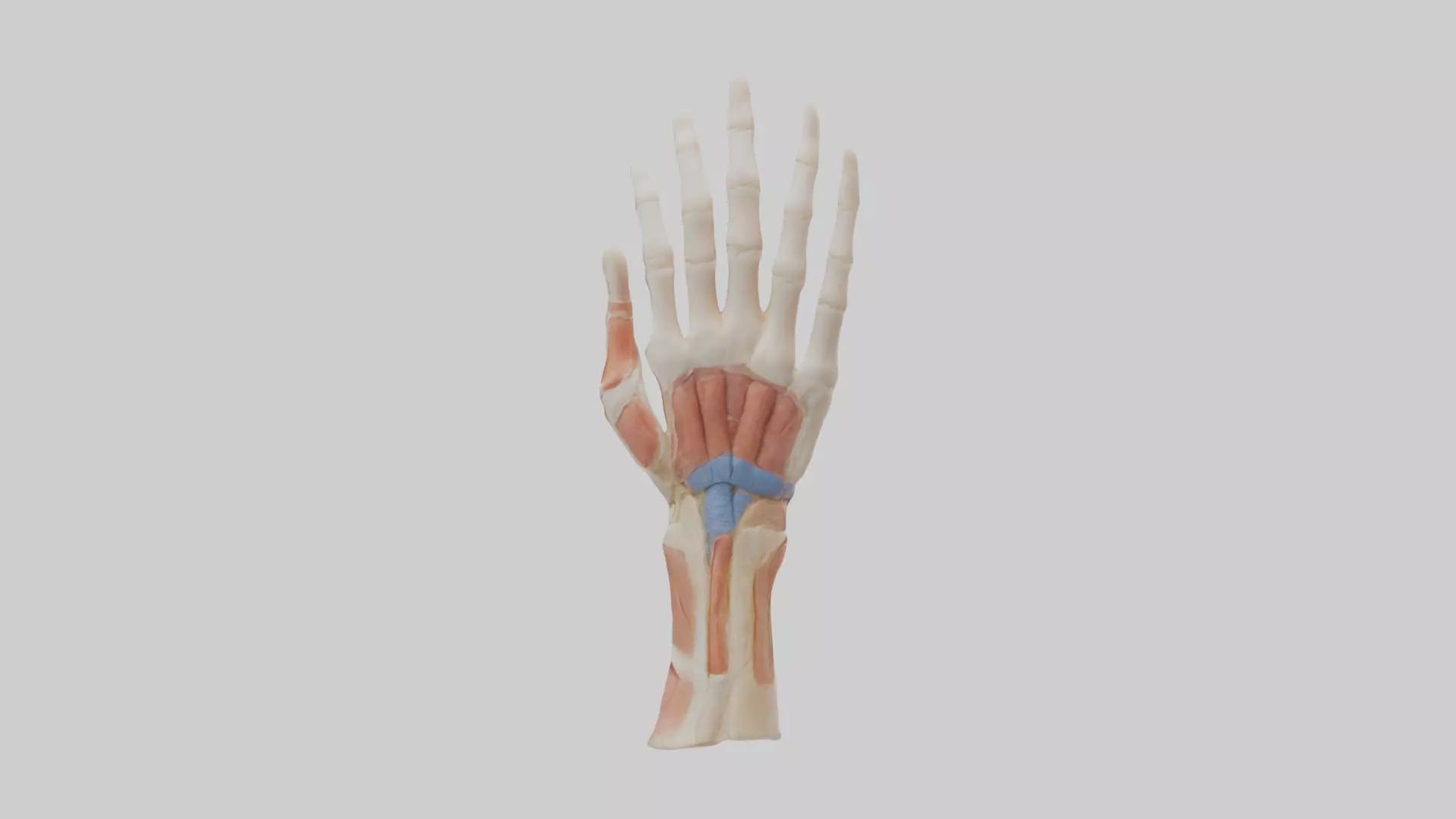 Human Finger Anatomy Model Low-poly 3D model_0